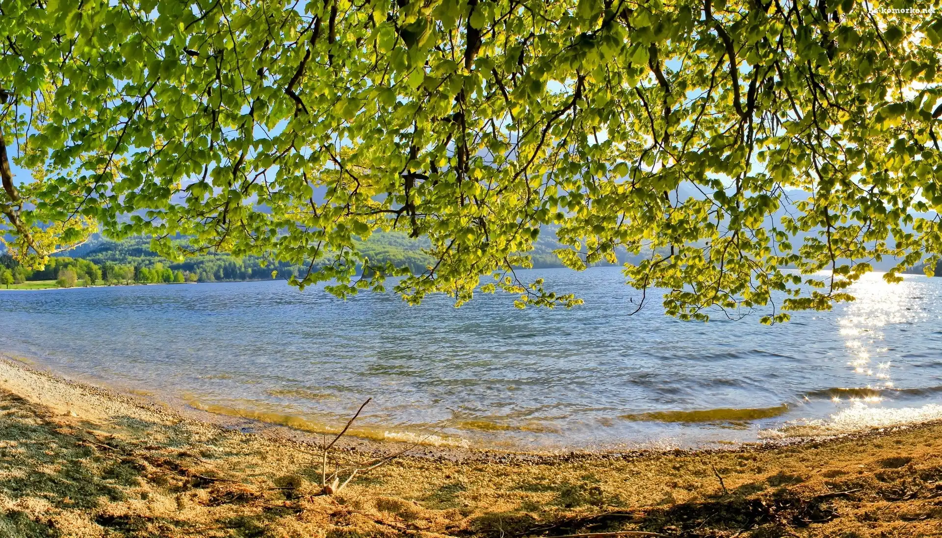 Jezioro, Drzewa, Gałęzie, Liście