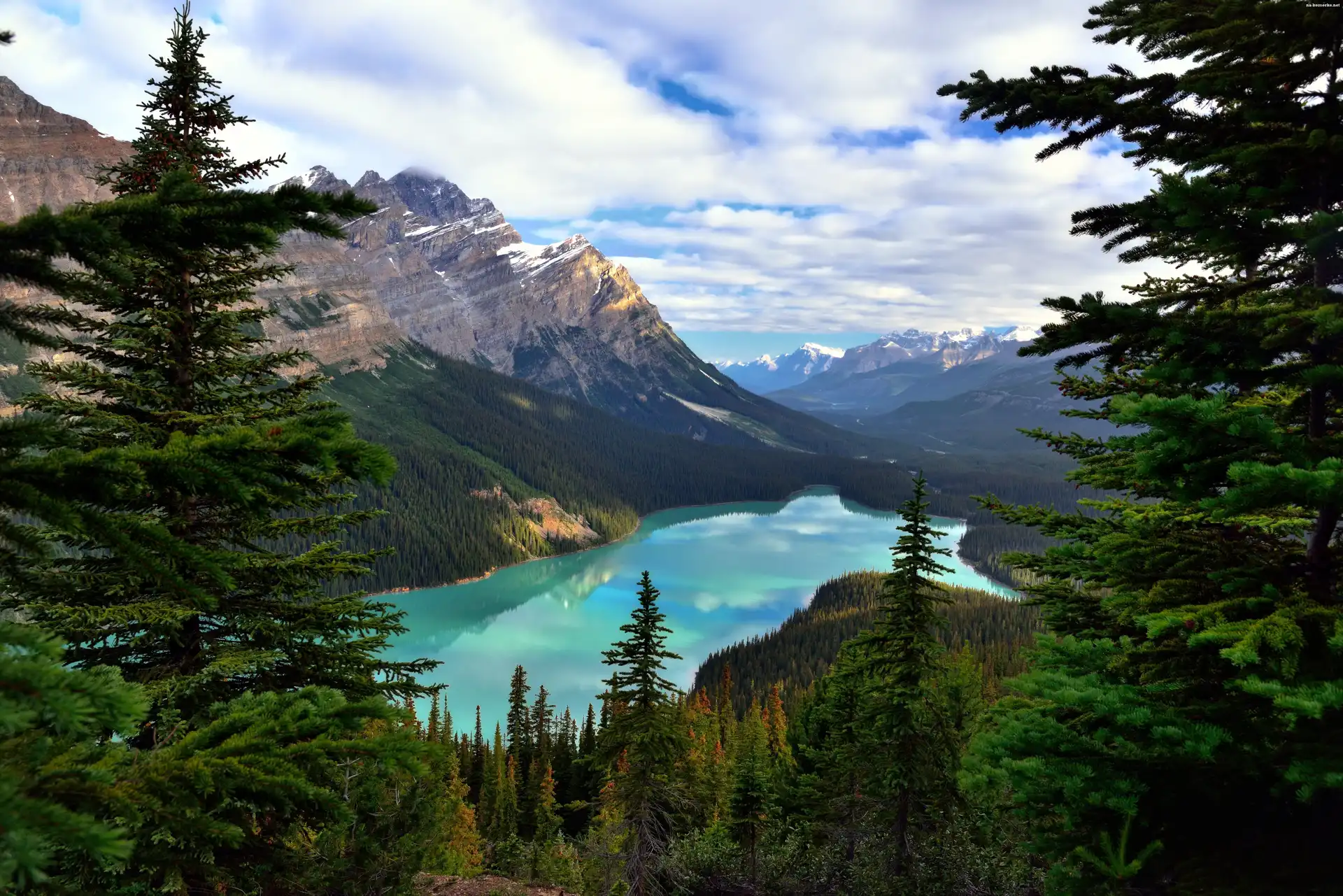 Kanada, Góry, Świerki, Prowincja Alberta, Park Narodowy Banff, Jezioro Moraine, Drzewa