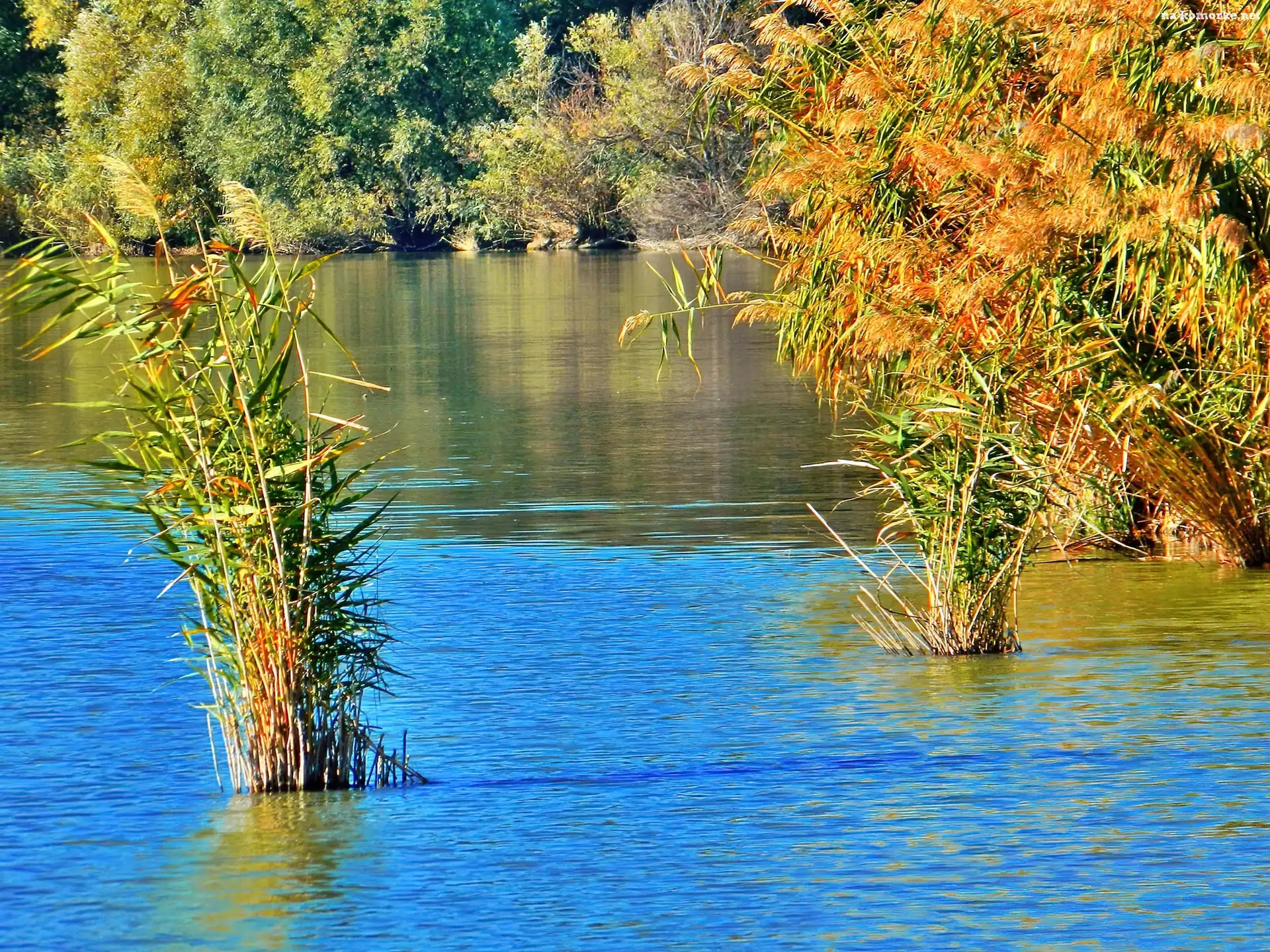 Jesień, Jezioro, Szuwary