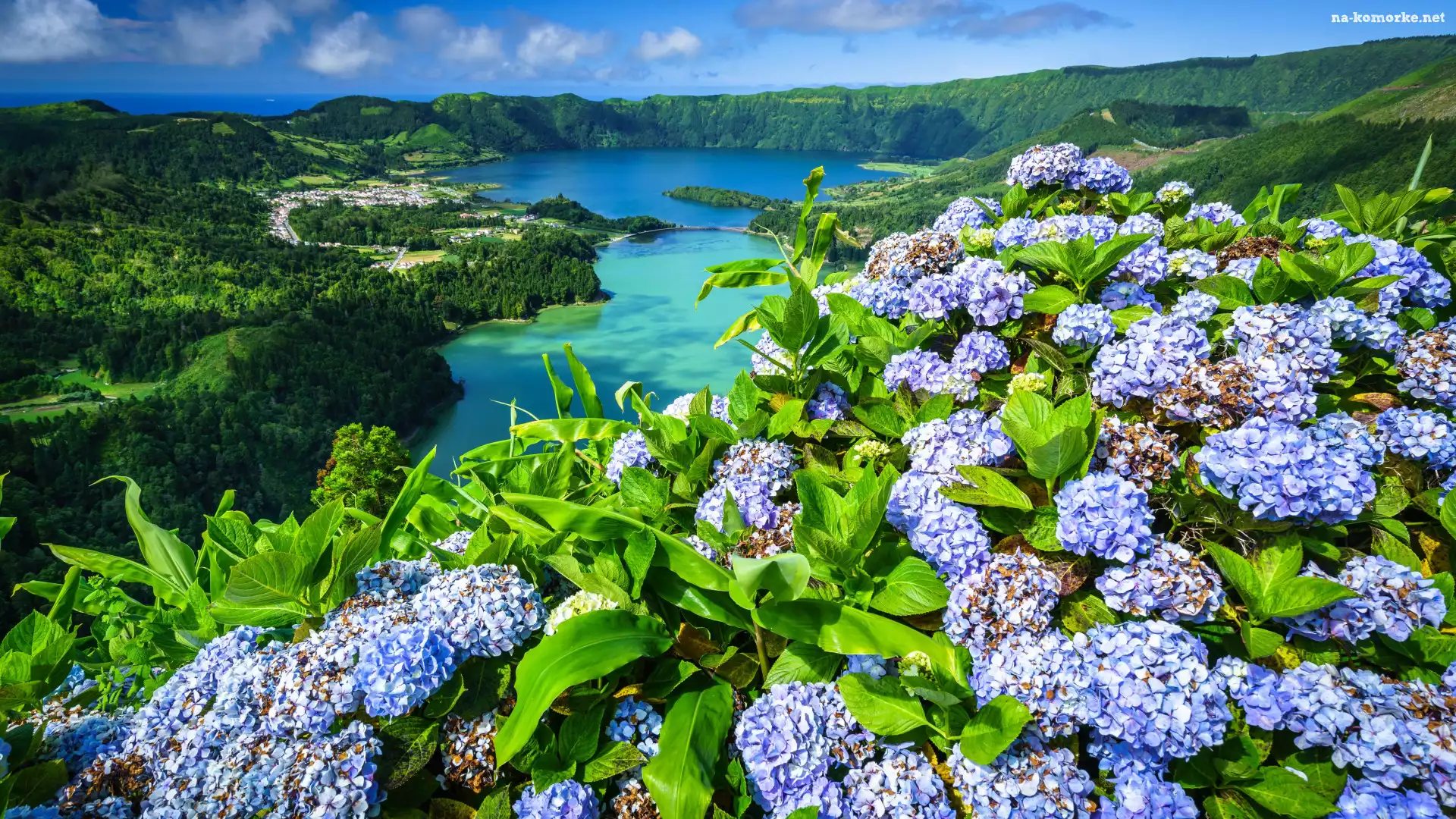 Jezioro Verde, Azory, Kwiaty, Portugalia, Jeziora, Jezioro Azul, Hortensje