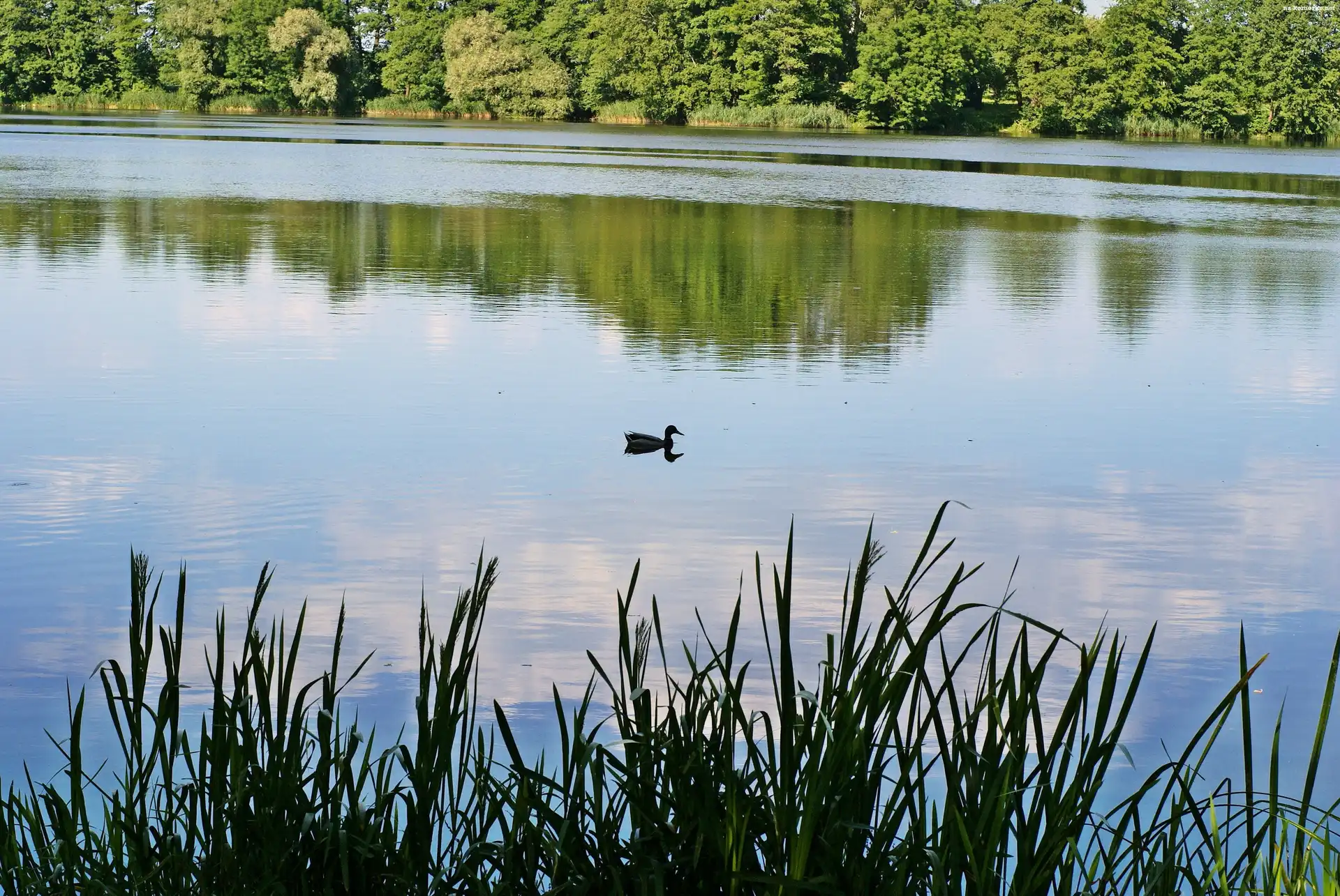 Jezioro, Kaczka