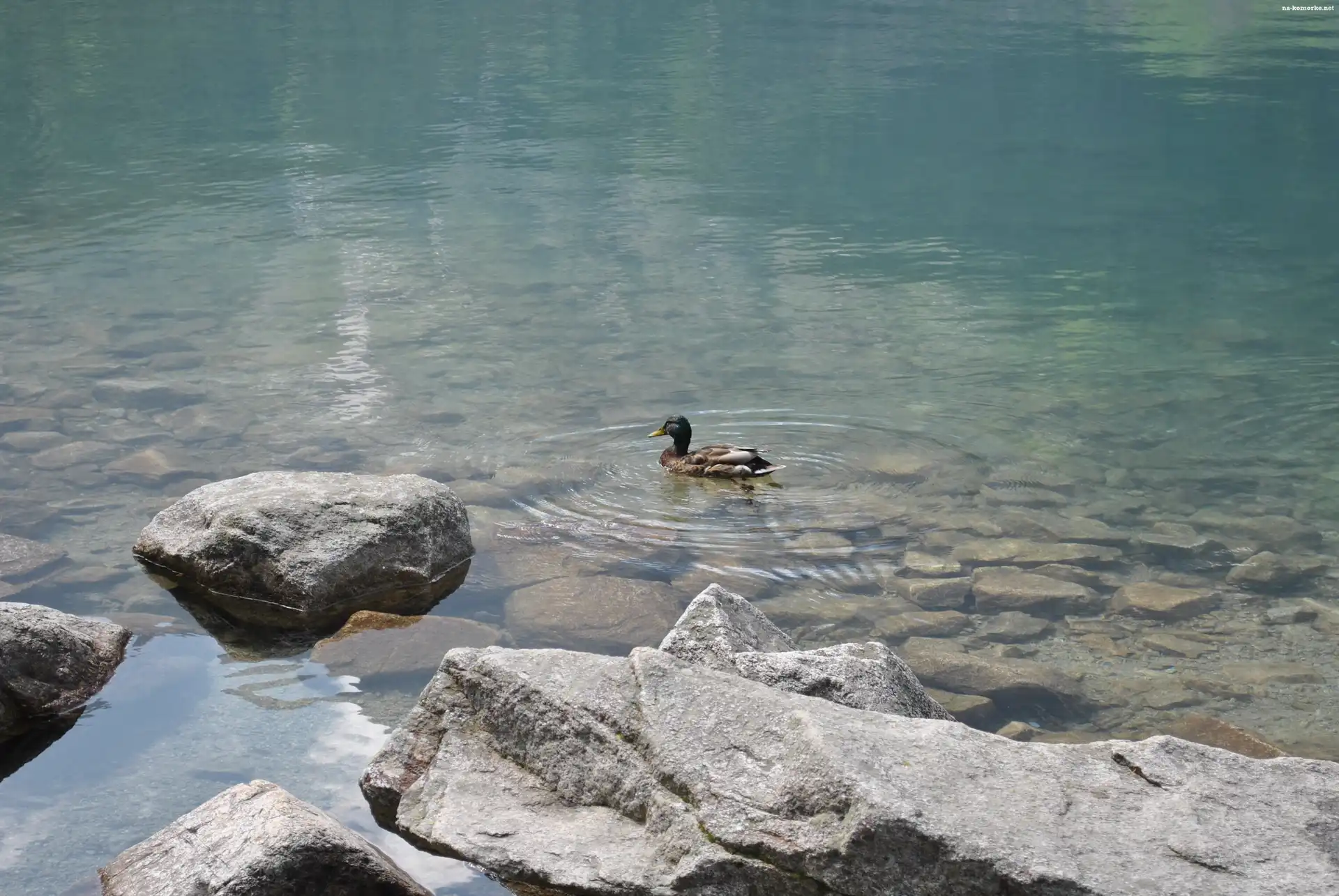 Jezioro, Kaczka