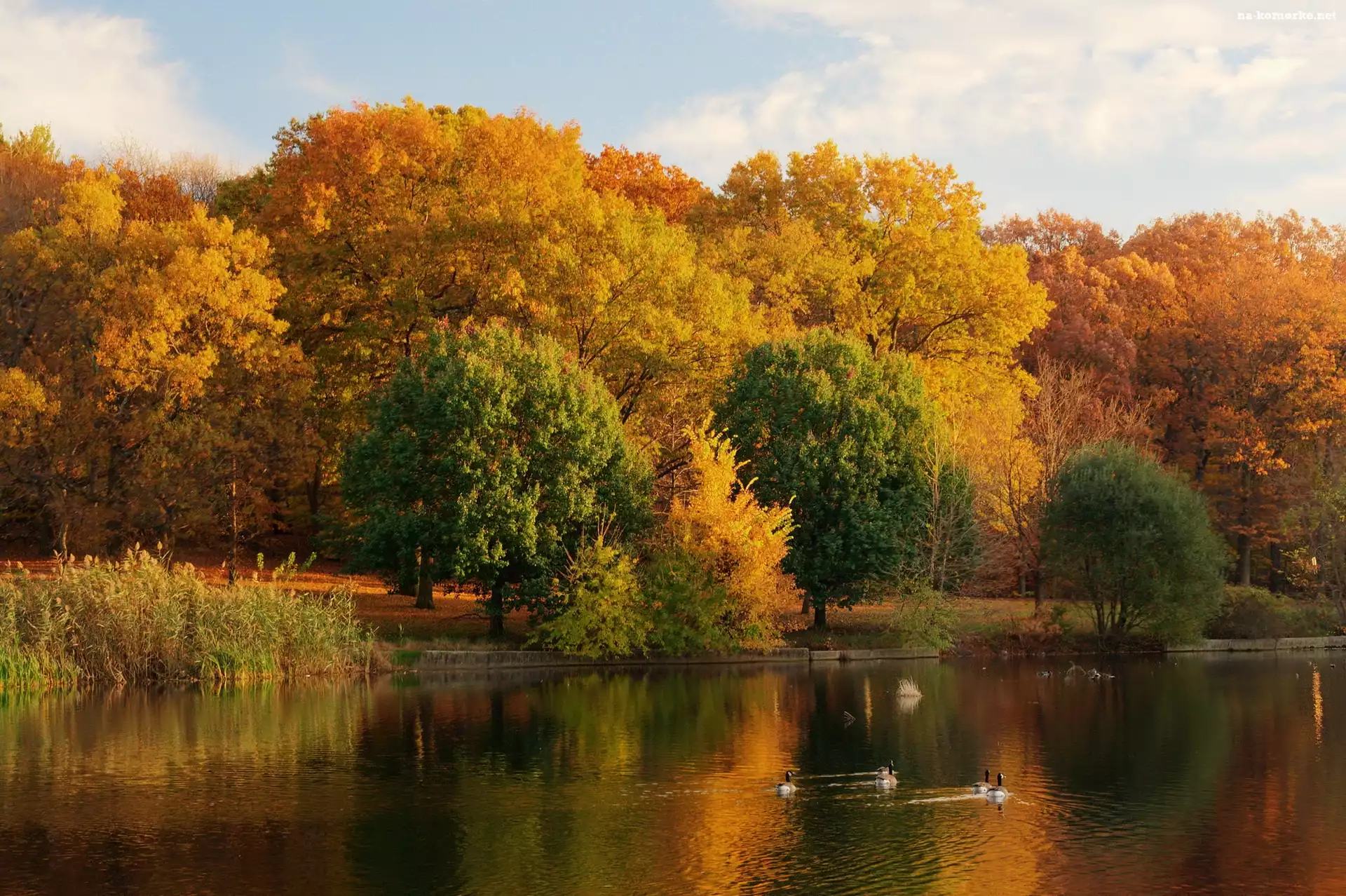 Jezioro, Jesień, Kaczki, Park