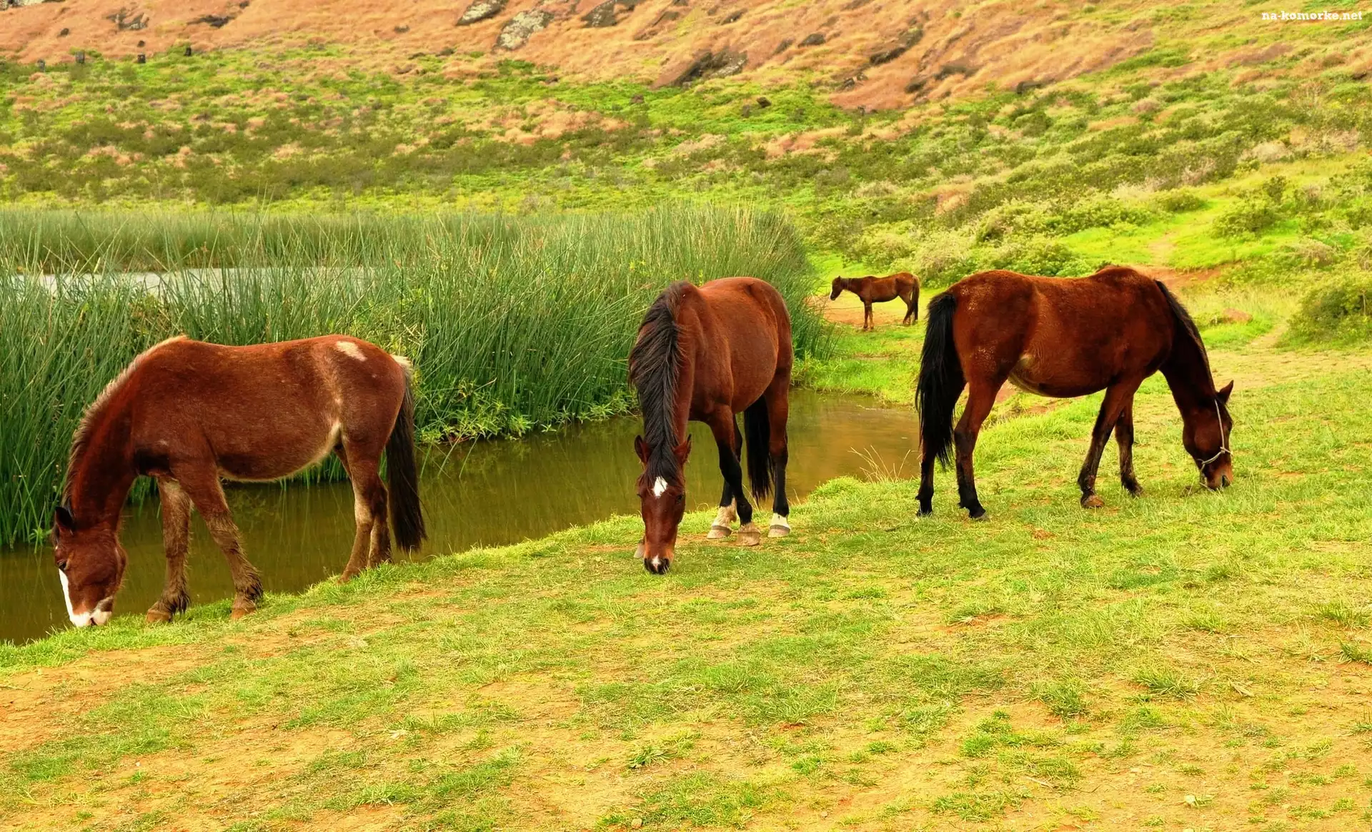 Konie, Jezioro, Trawa