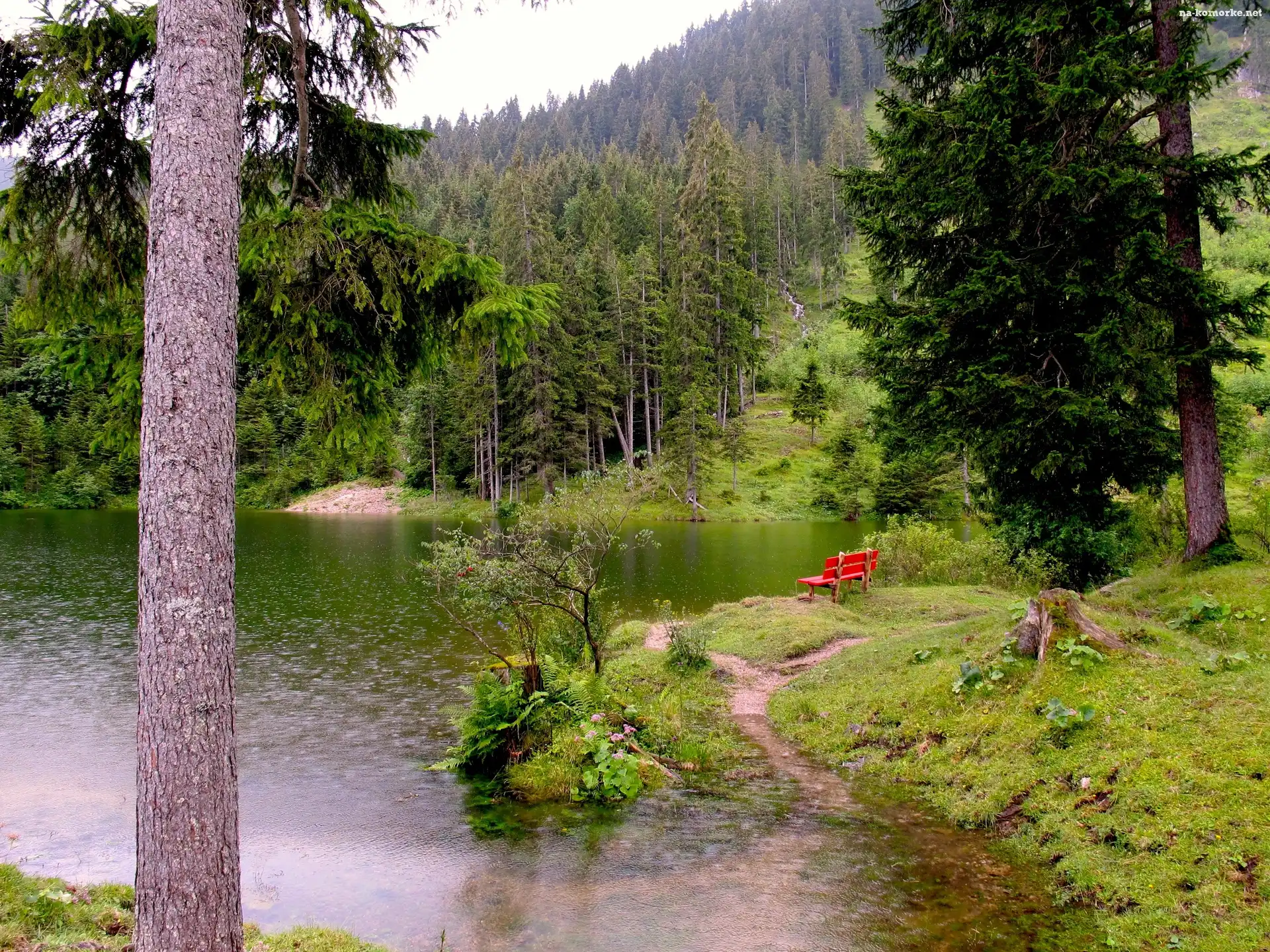 Jezioro, Ławeczka, Las, Świerki