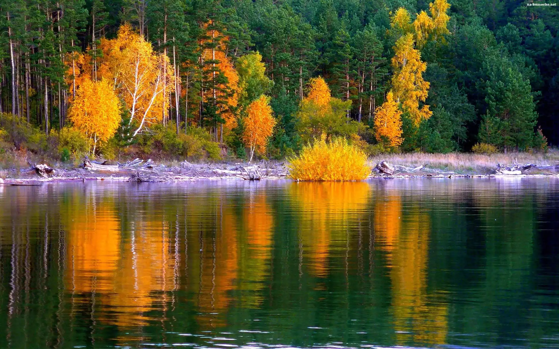 Jezioro, Jesień, Las, Złota