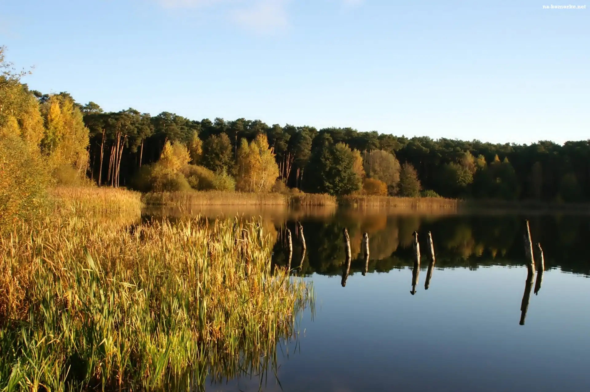 Jezioro, Odbicie, Las, Szuwary