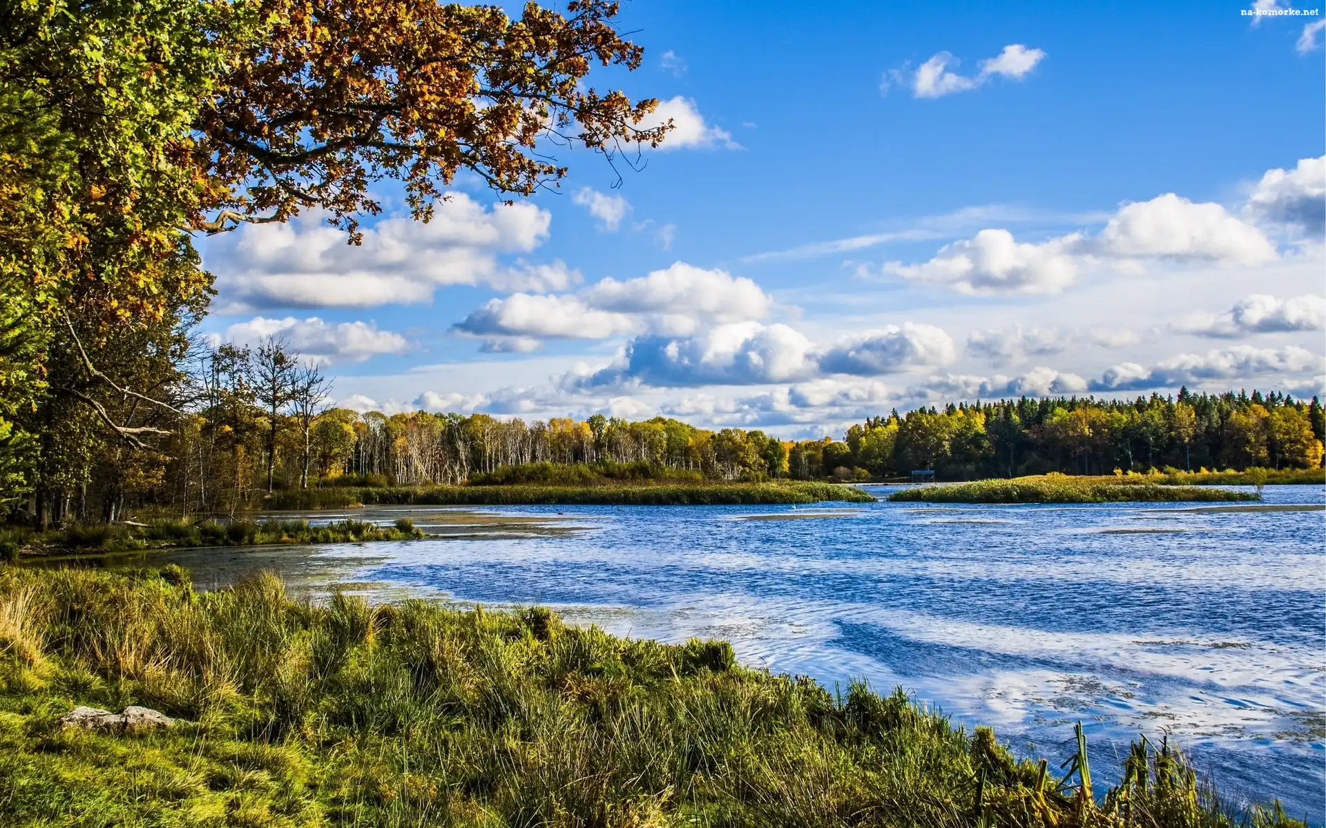Jezioro, Trawa, Las, Drzewa