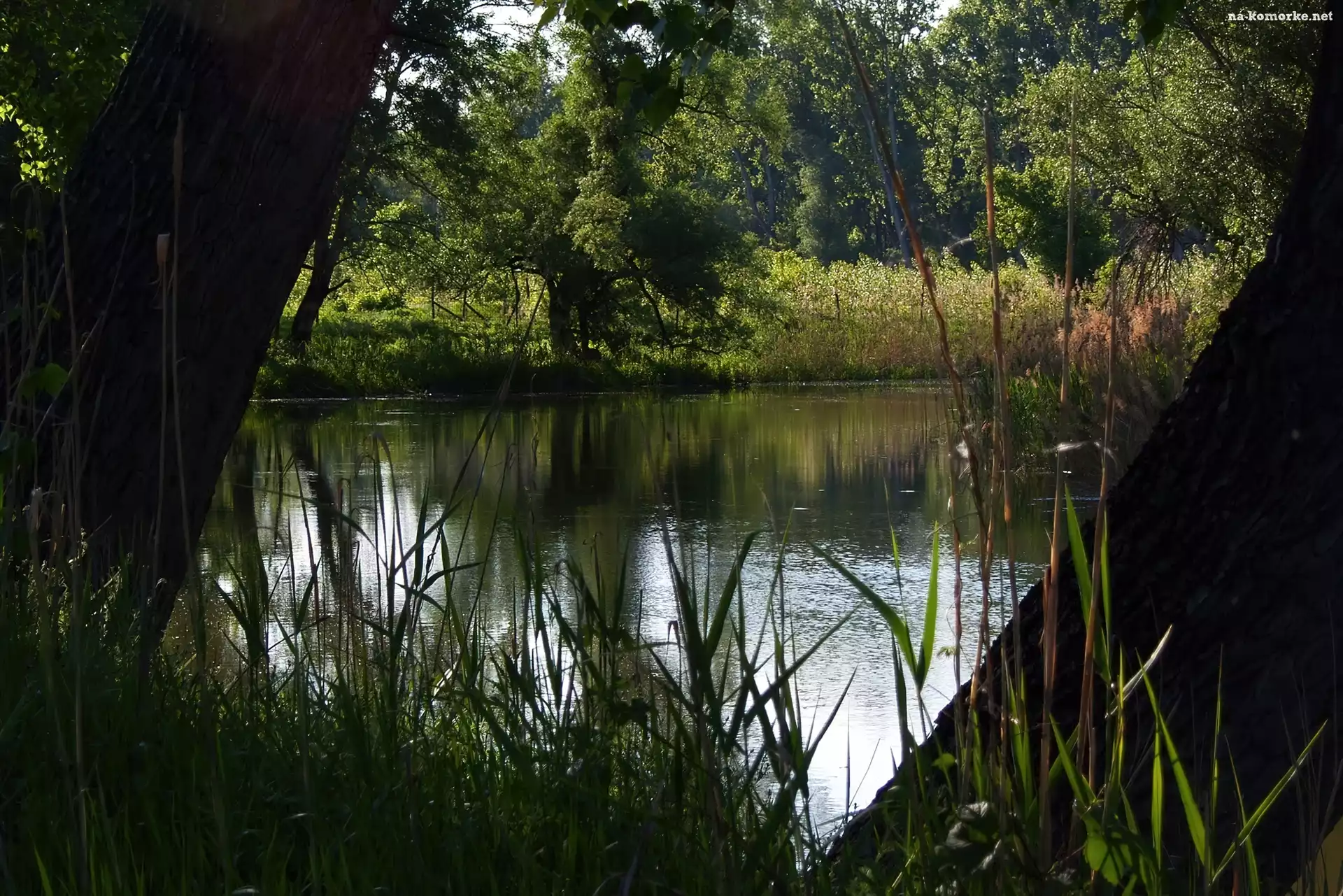 Jezioro, Światło, Las, Przebijające