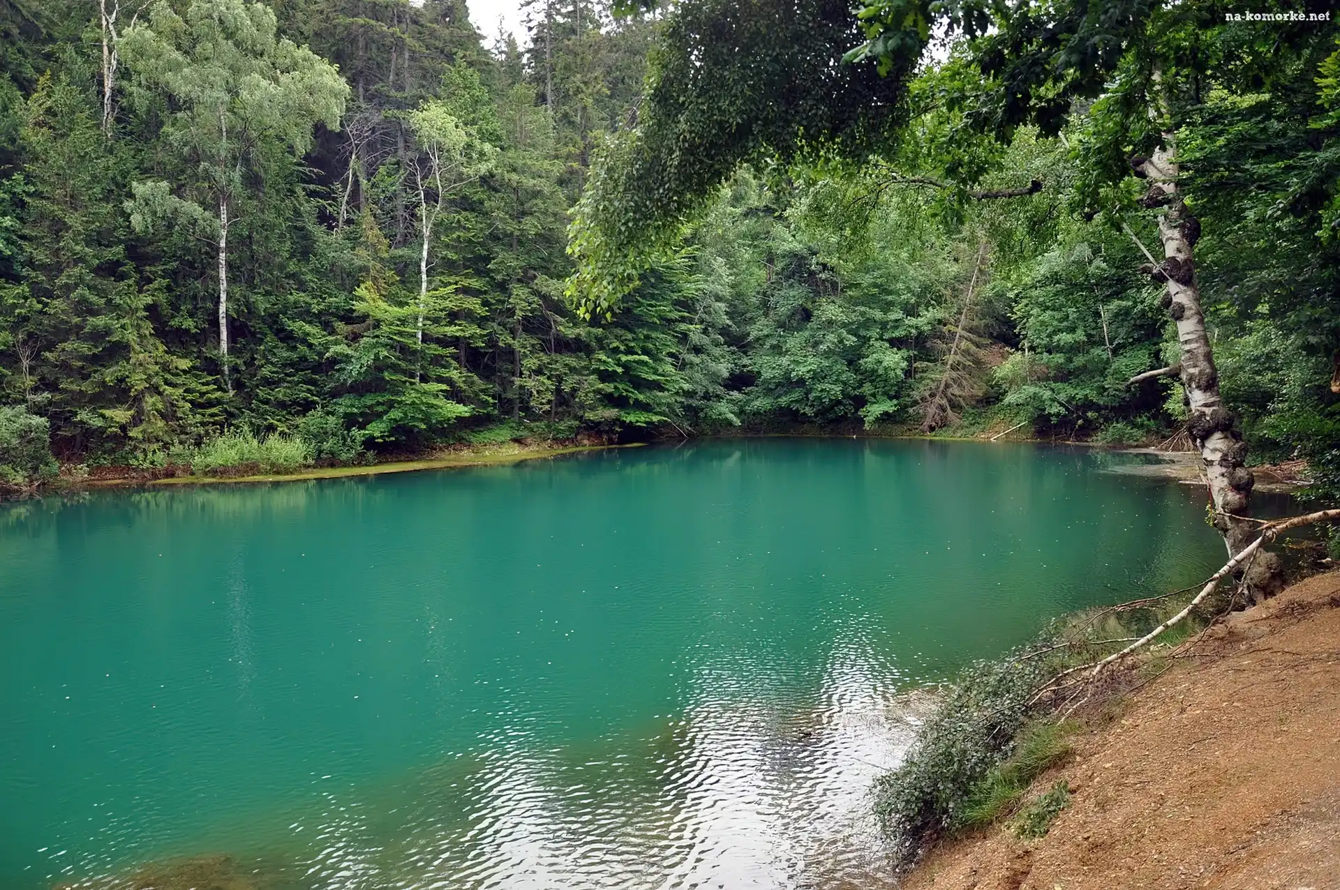 Jezioro, Las