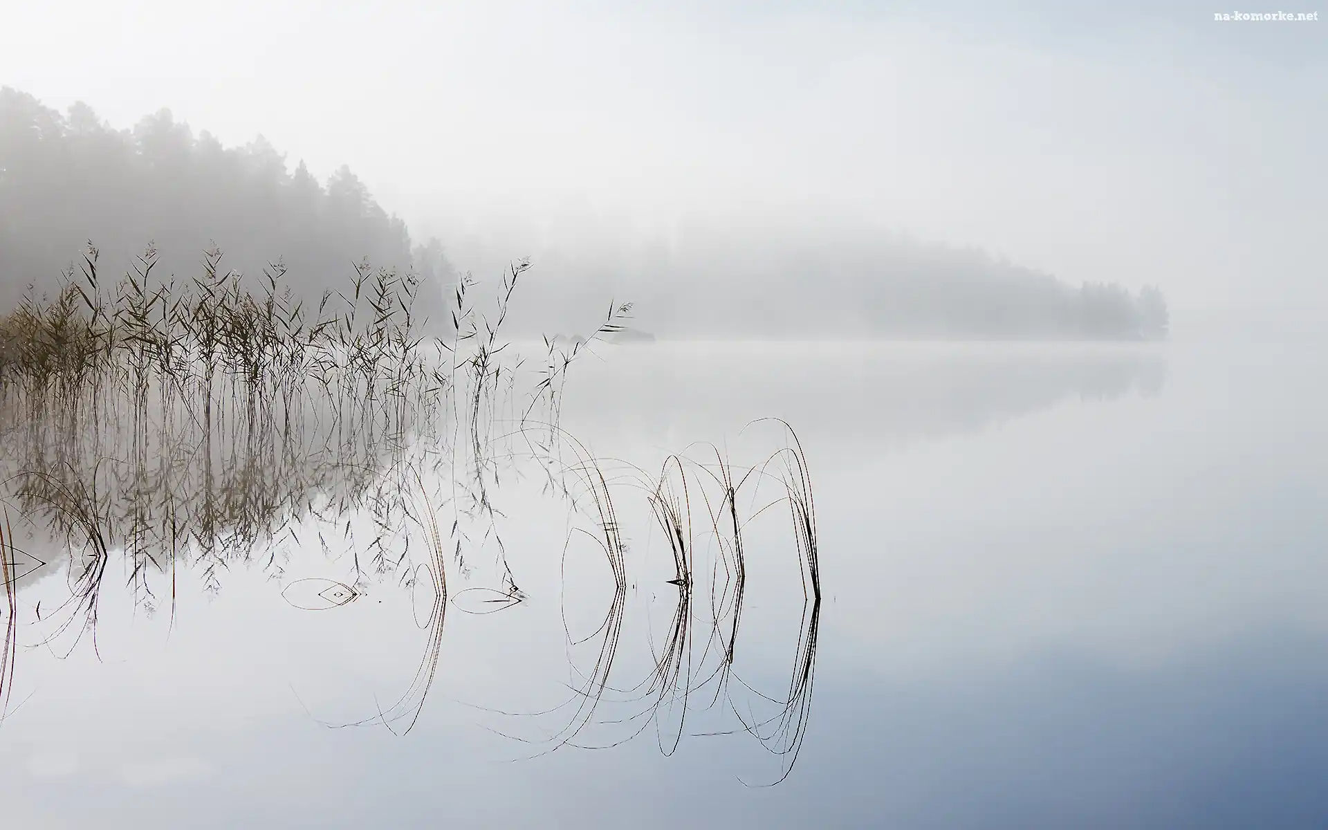 Jezioro, Szuwary, Mgła, Trawa