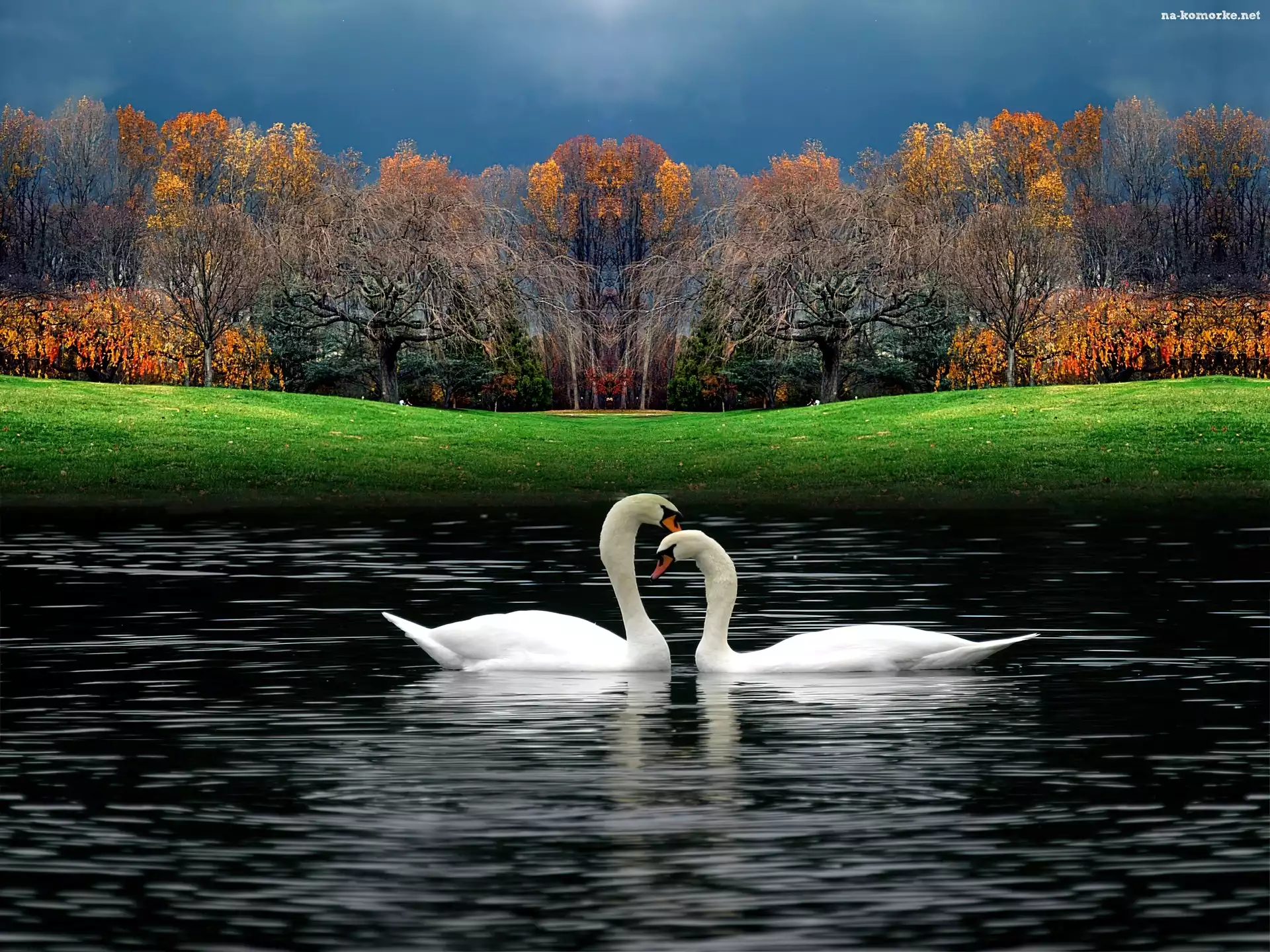 Łabędzie, Park, Jezioro, Trawa