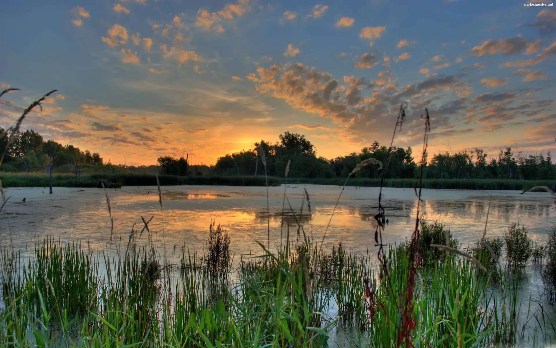Jezioro, Drzewa, Zachód słońca, Trawy