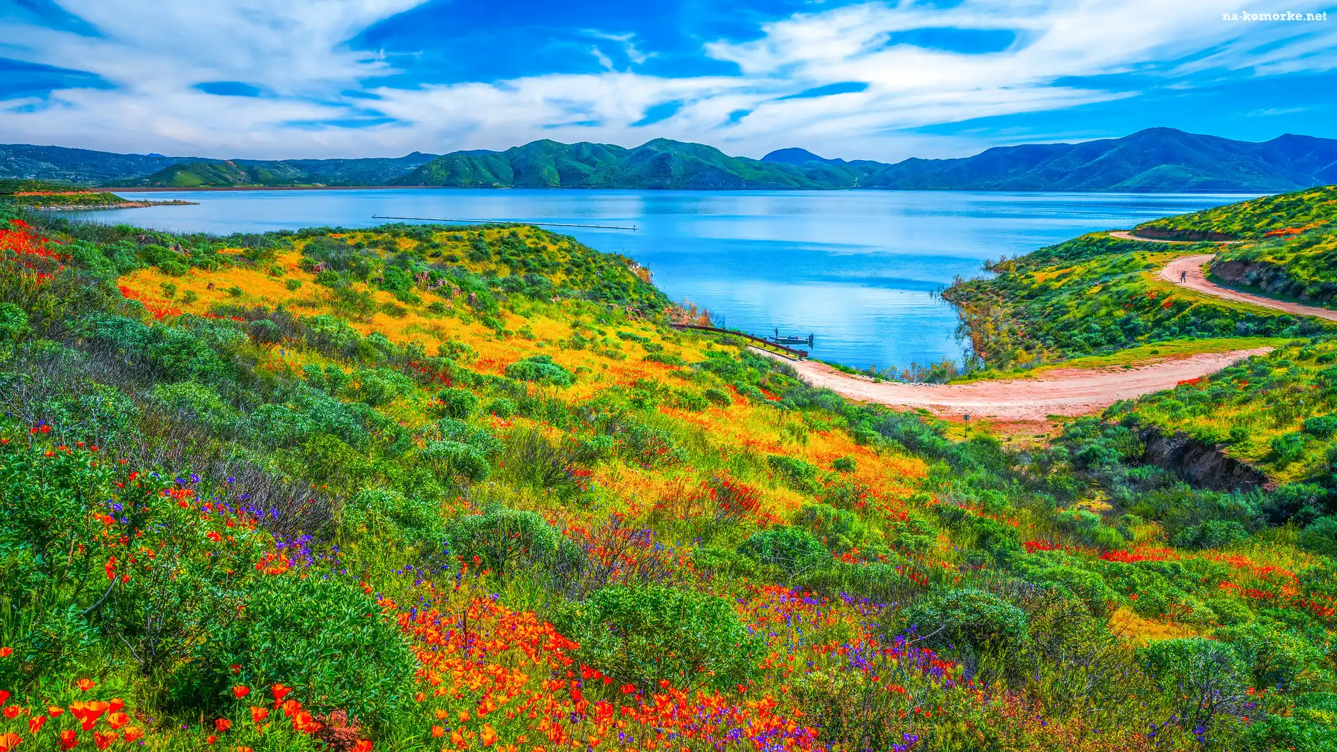 Stany Zjednoczone, Kwiaty, Łąka, Kalifornia, Jezioro, Diamond Valley Lake, Dolina Diamond Valley