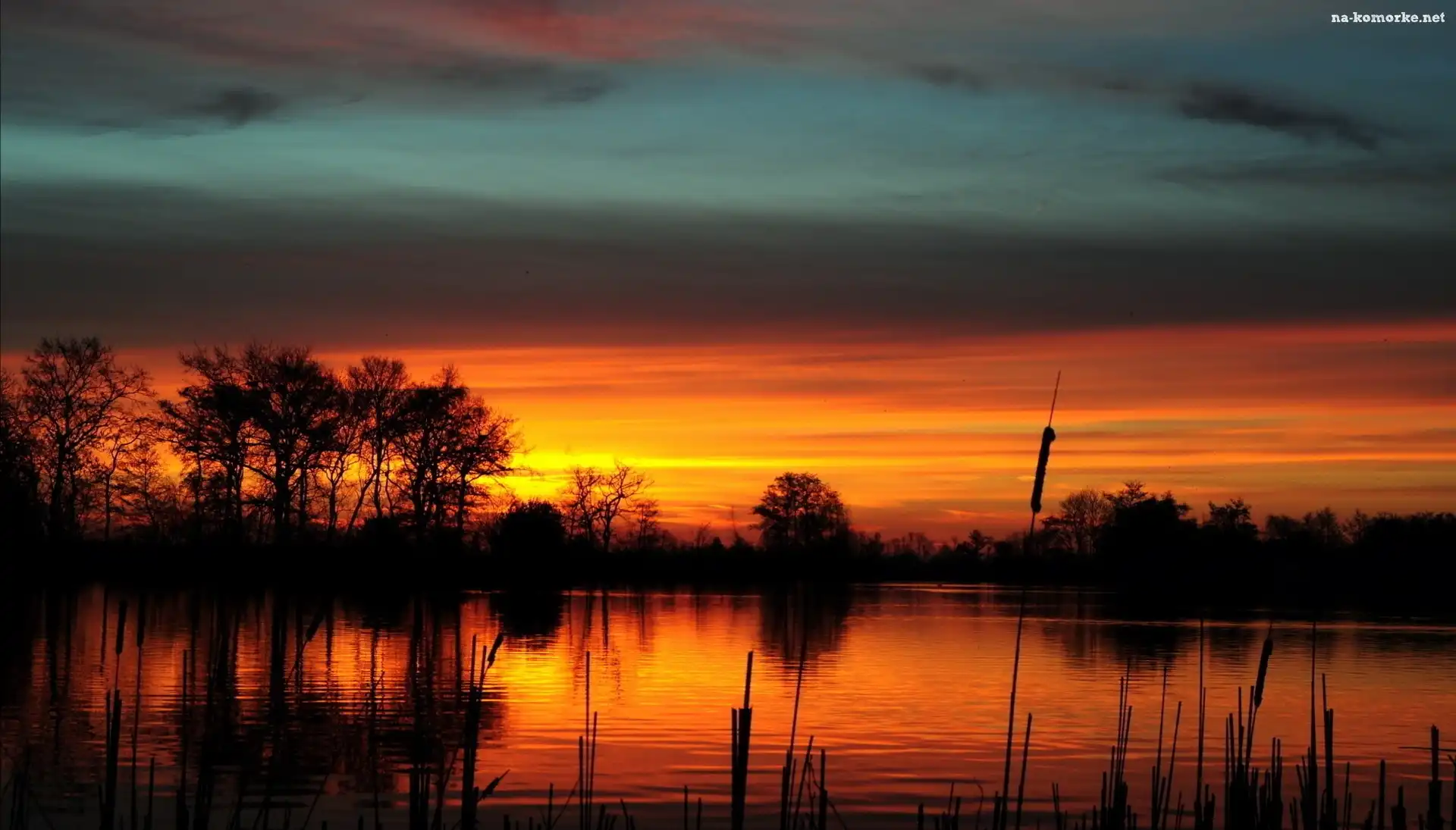 Jezioro, Zachód Słońca, Szuwary, Drzewa