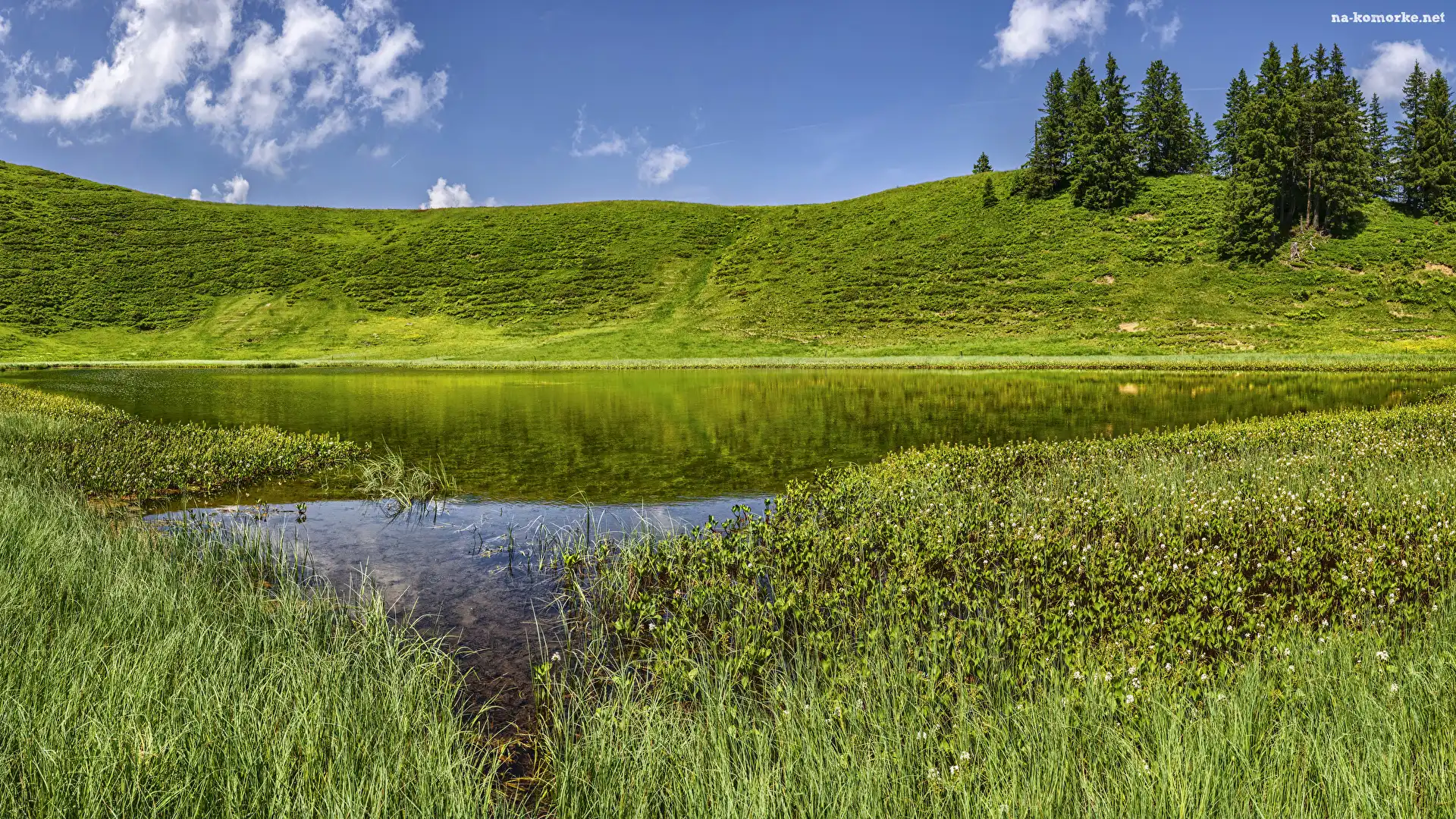 Jezioro, Wzgórze, Trawa, Drzewa