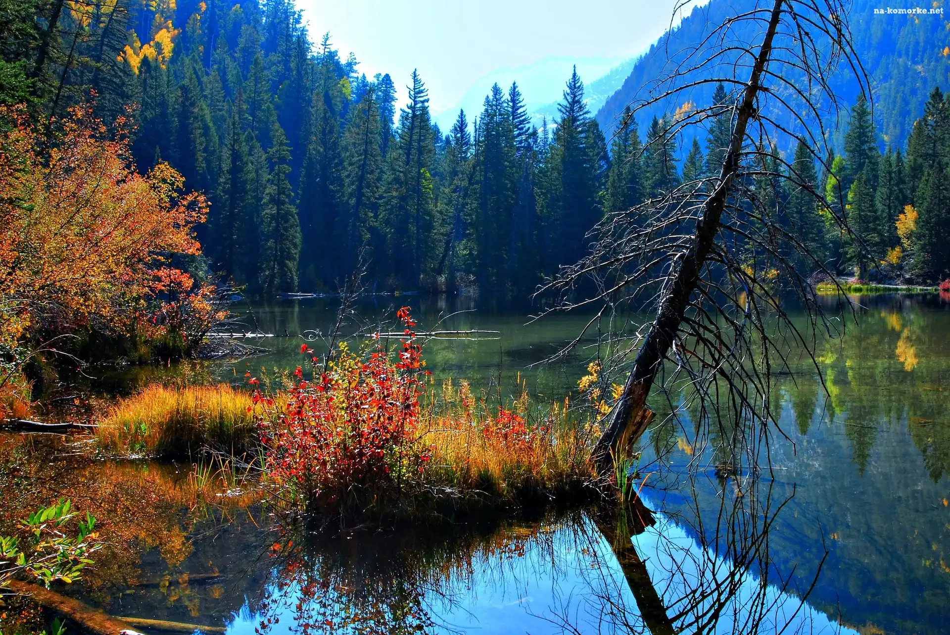 Jezioro, Las, Uschnięte, Drzewo