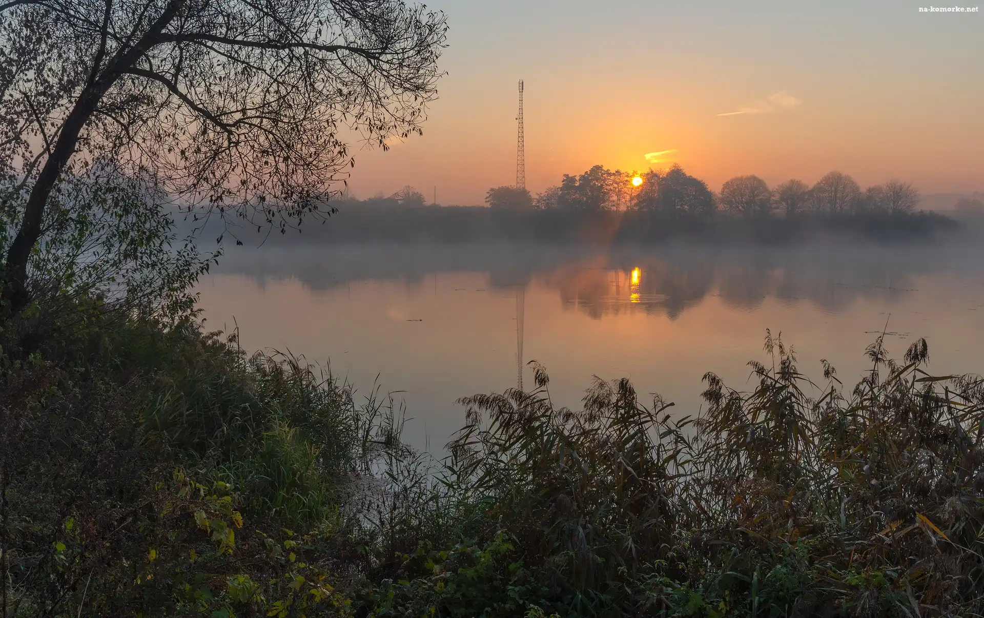 Jezioro, Mgła, Drzewo, Wschód słońca