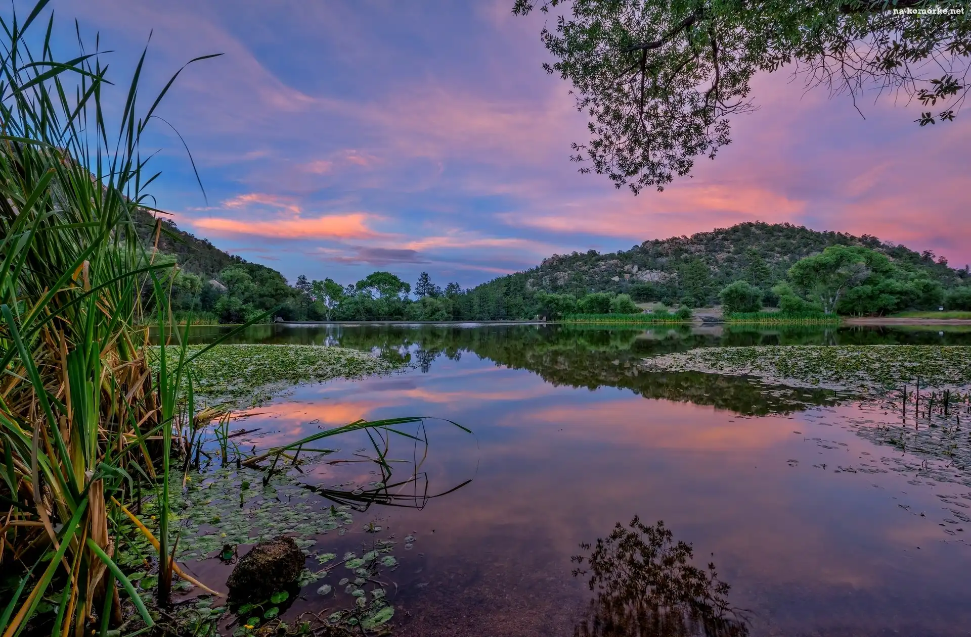 Jezioro, Rośliny, Wzgórza, Trawy