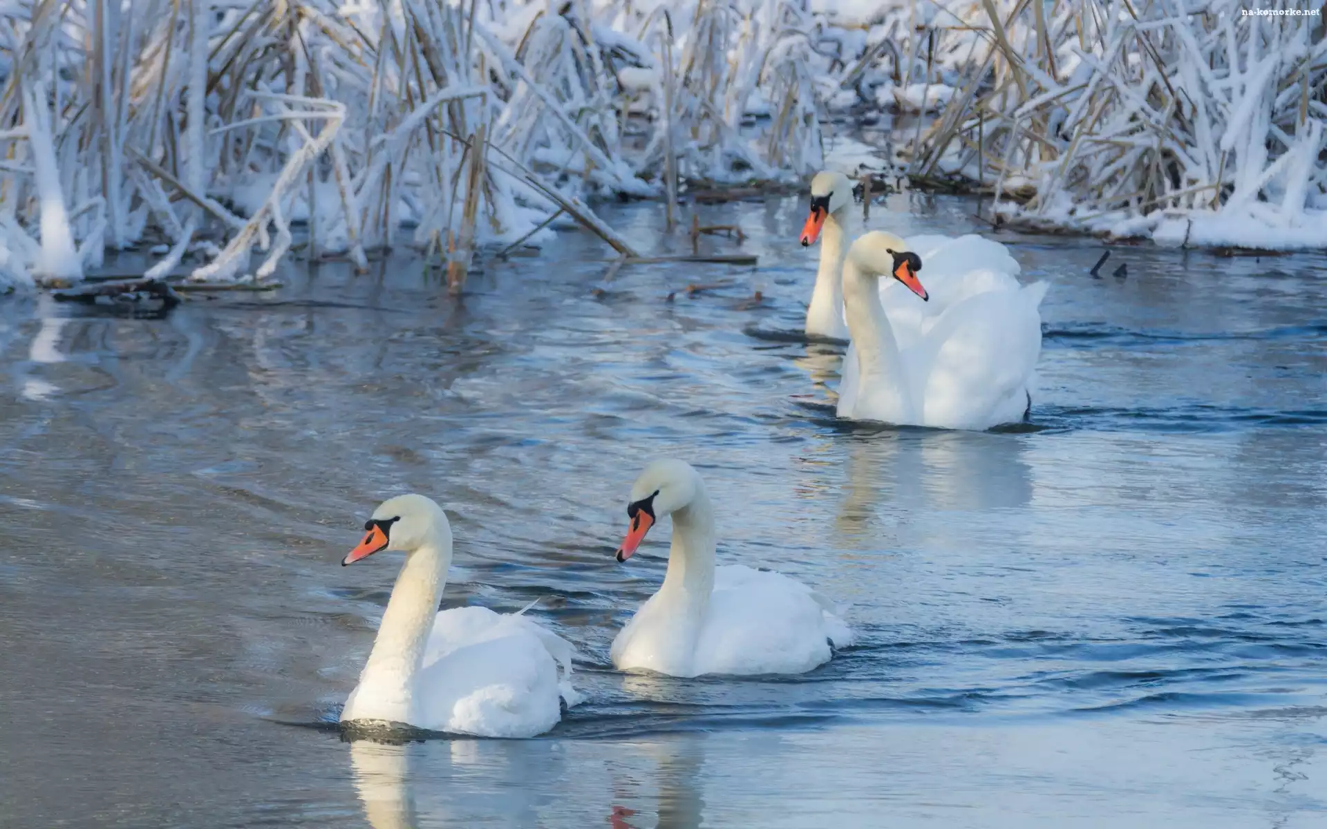 Łabędzie, Zima, Jezioro, Szuwary