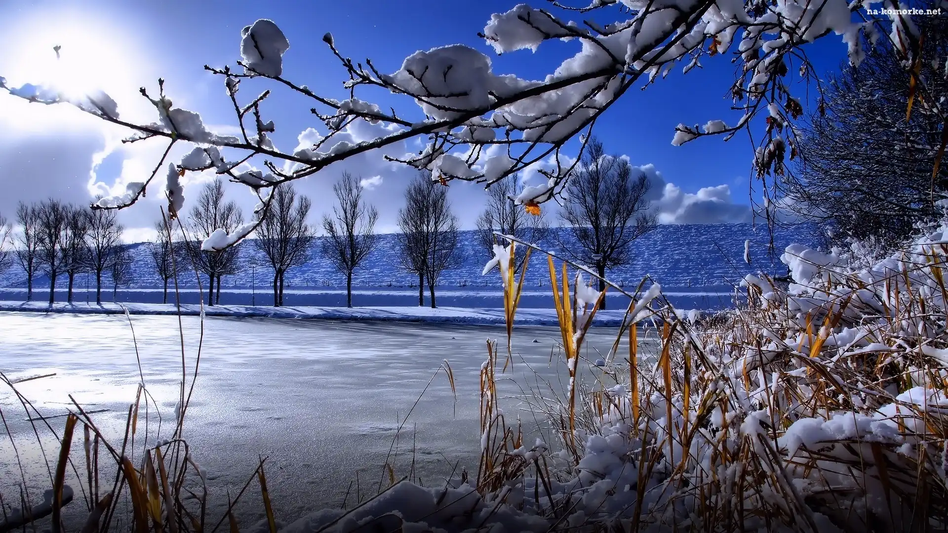 Jezioro, Trawy, Zima, Drzewa