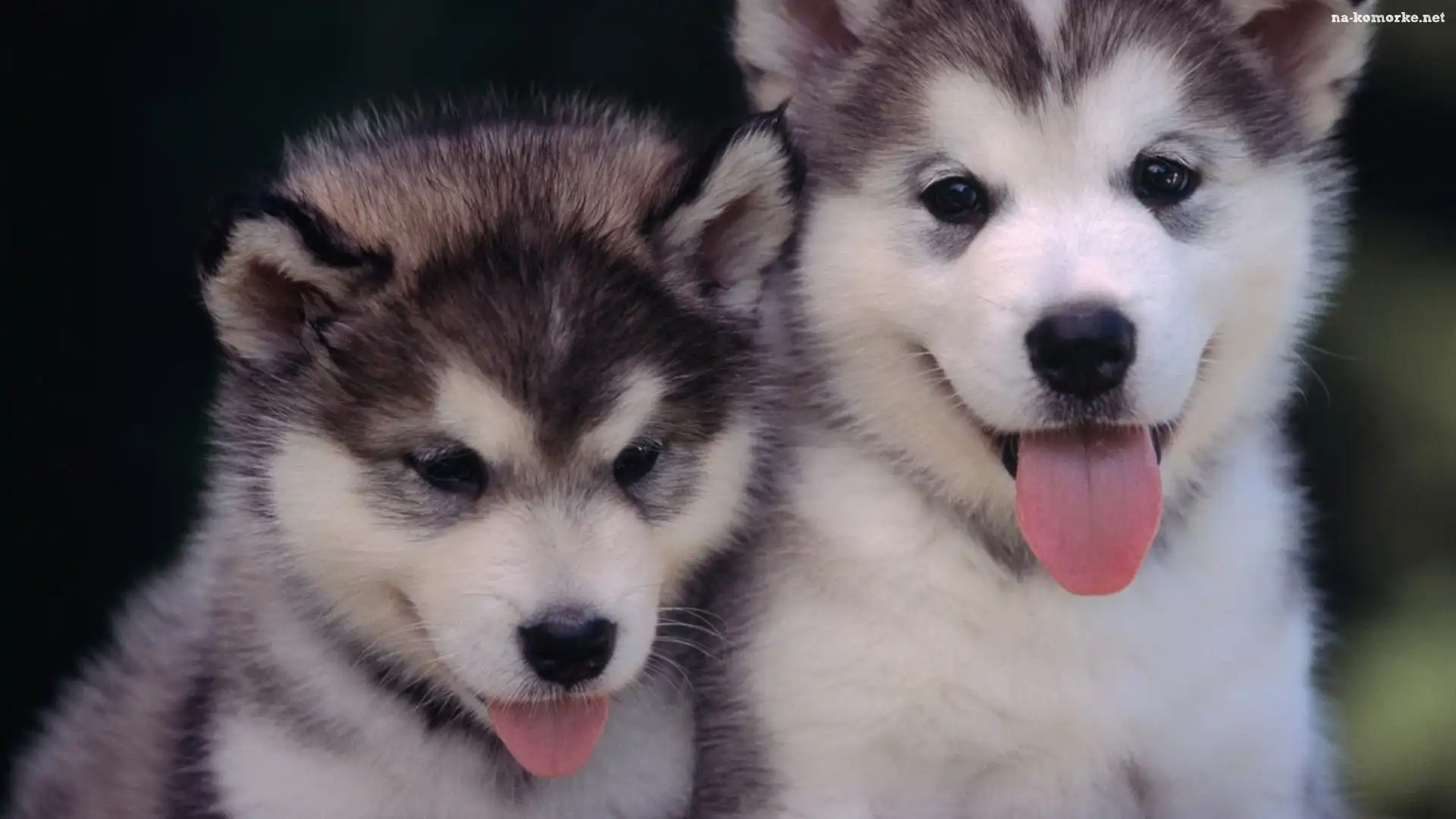 Języczki, Dwa, Małe, Siberian, Husky