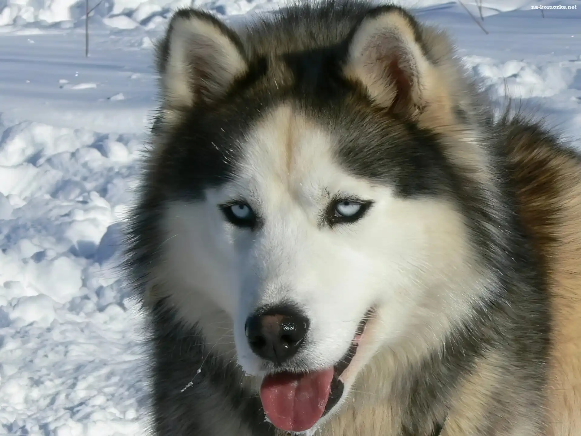 język, Siberian Husky, śnieg