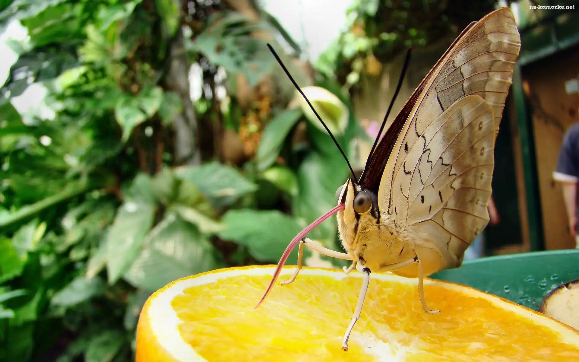 Motyl, Język, Pomarańcza