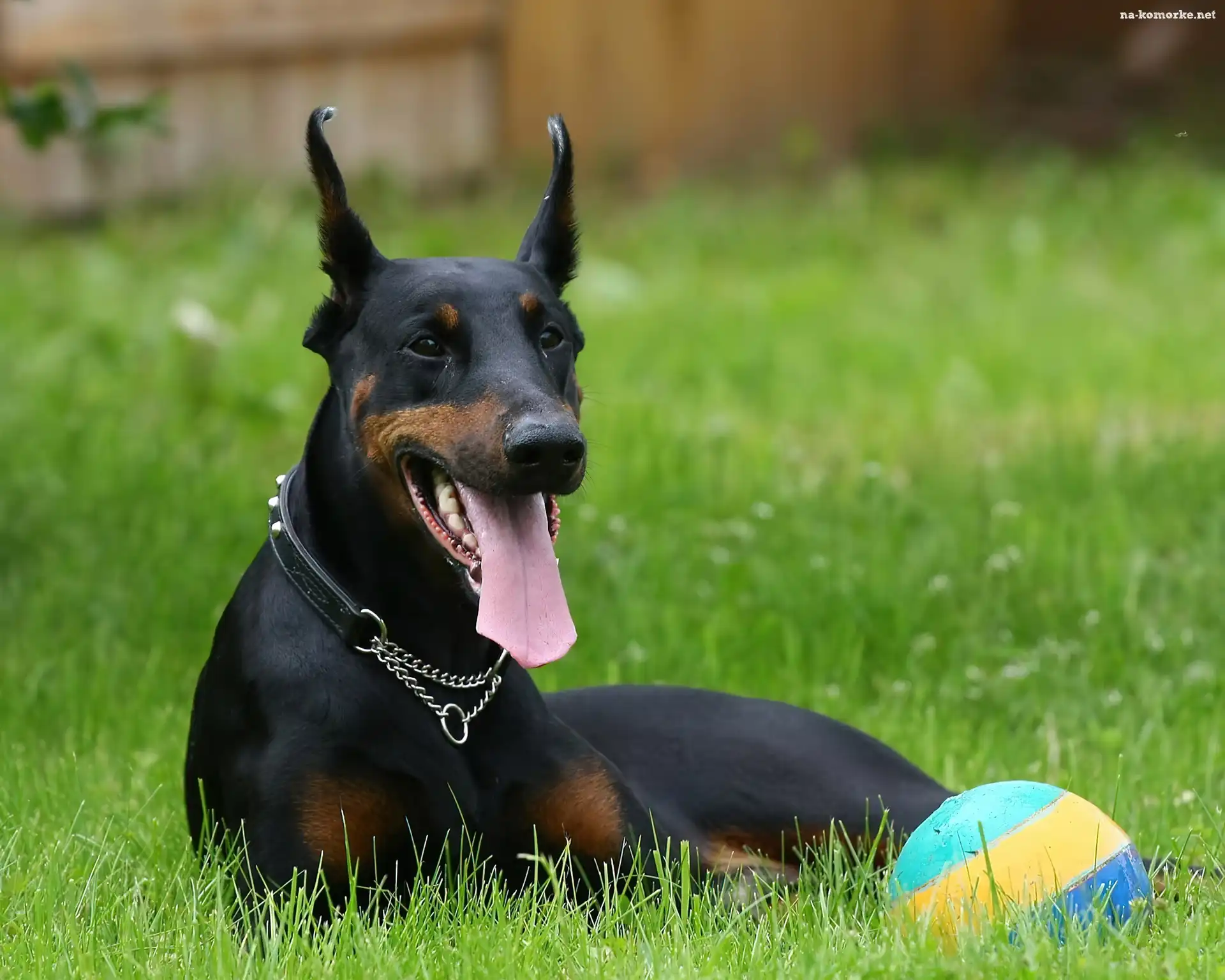 Język, Czarny, Doberman, Piłka, Pies, Łąka
