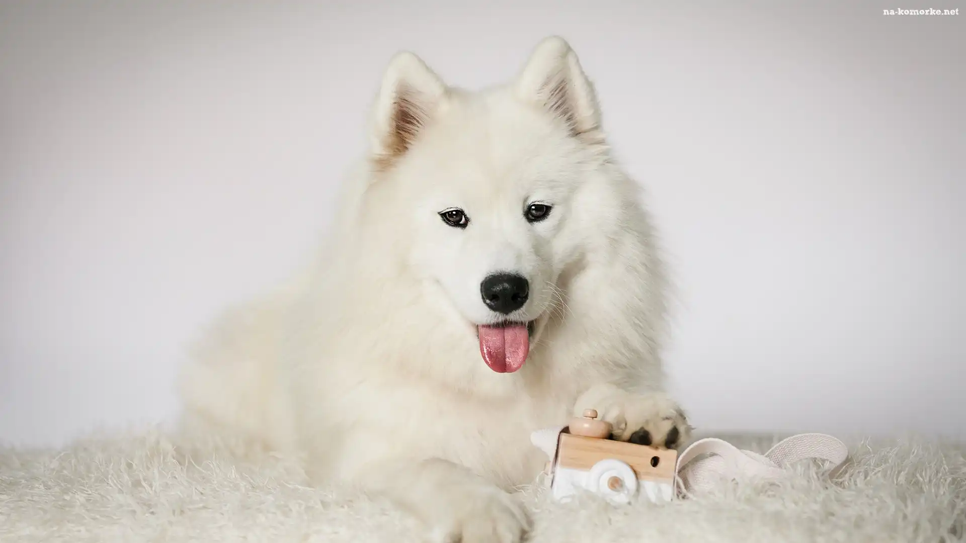 Język, Pies, Biały, Zabawka, Samojed, Mordka