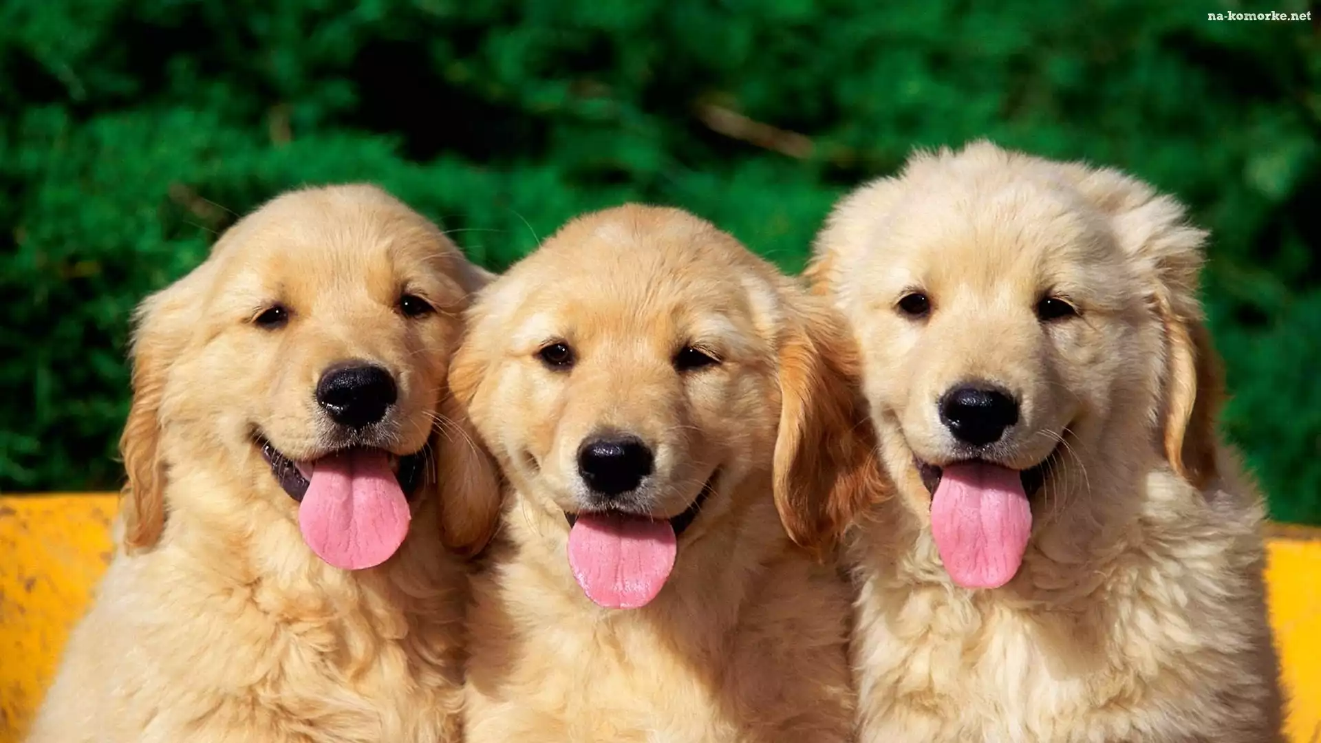 Języki, Trzy, Młode, Golden, Retrievery