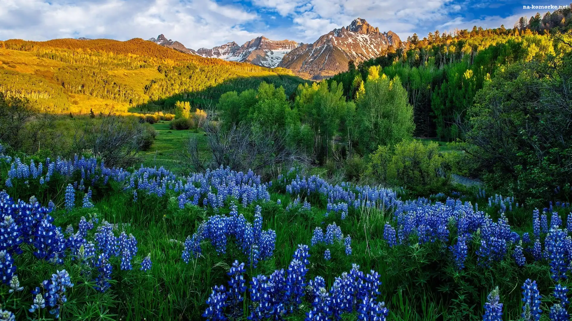 Góry, Łąka, Mount Sneffels, Stany Zjednoczone, Drzewa, Łubin, San Juan Mountains, Kolorado