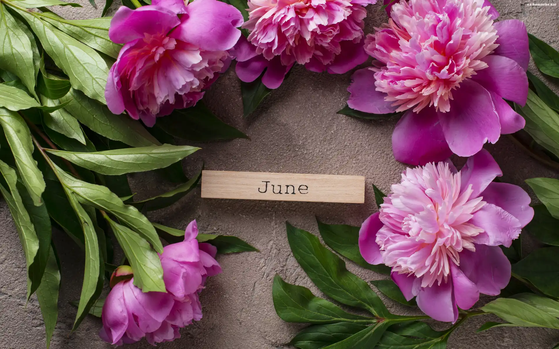 June, Kwiaty, Piwonie, Klocek, Napis