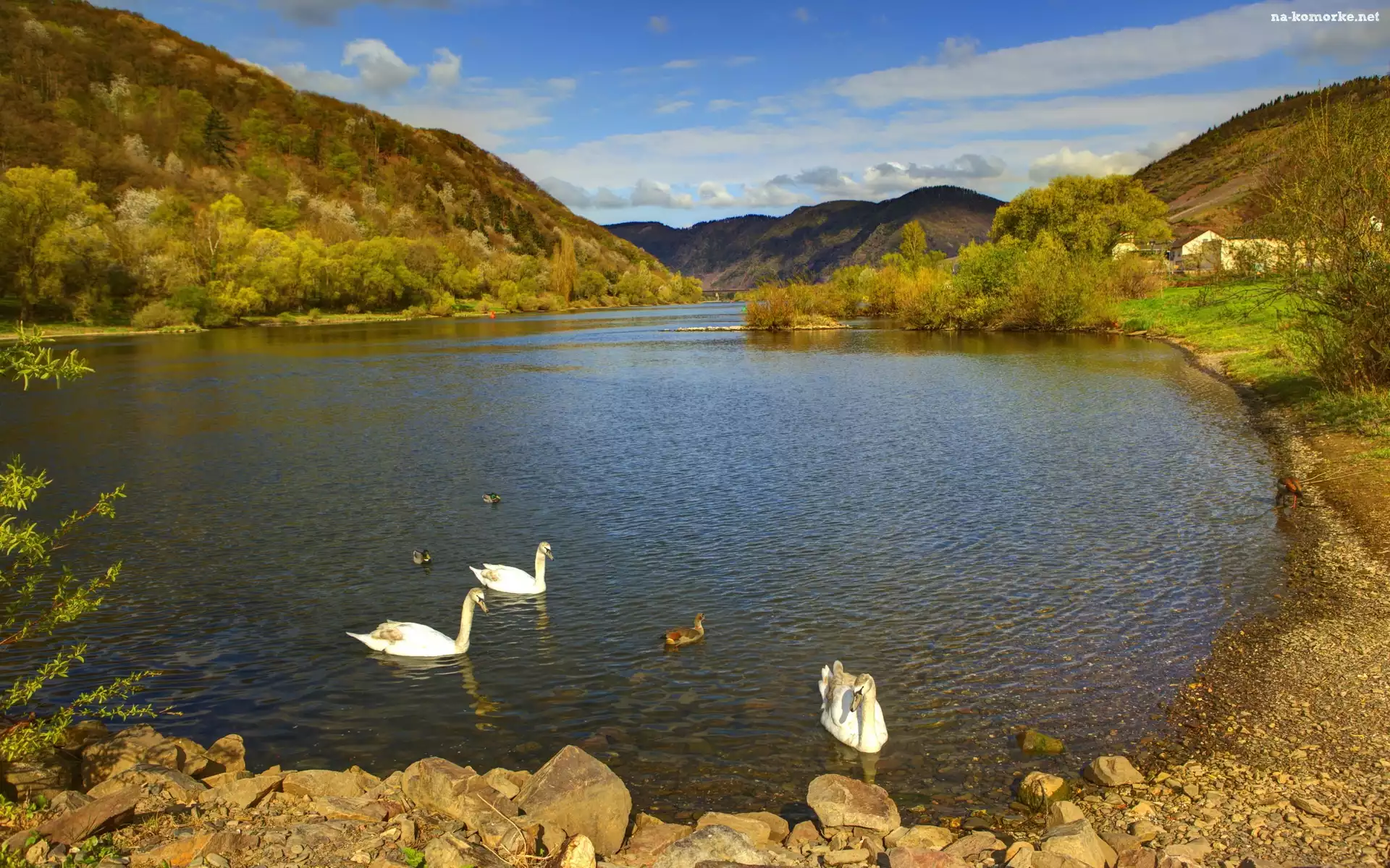 Łabędzie, Kaczki, Jezioro