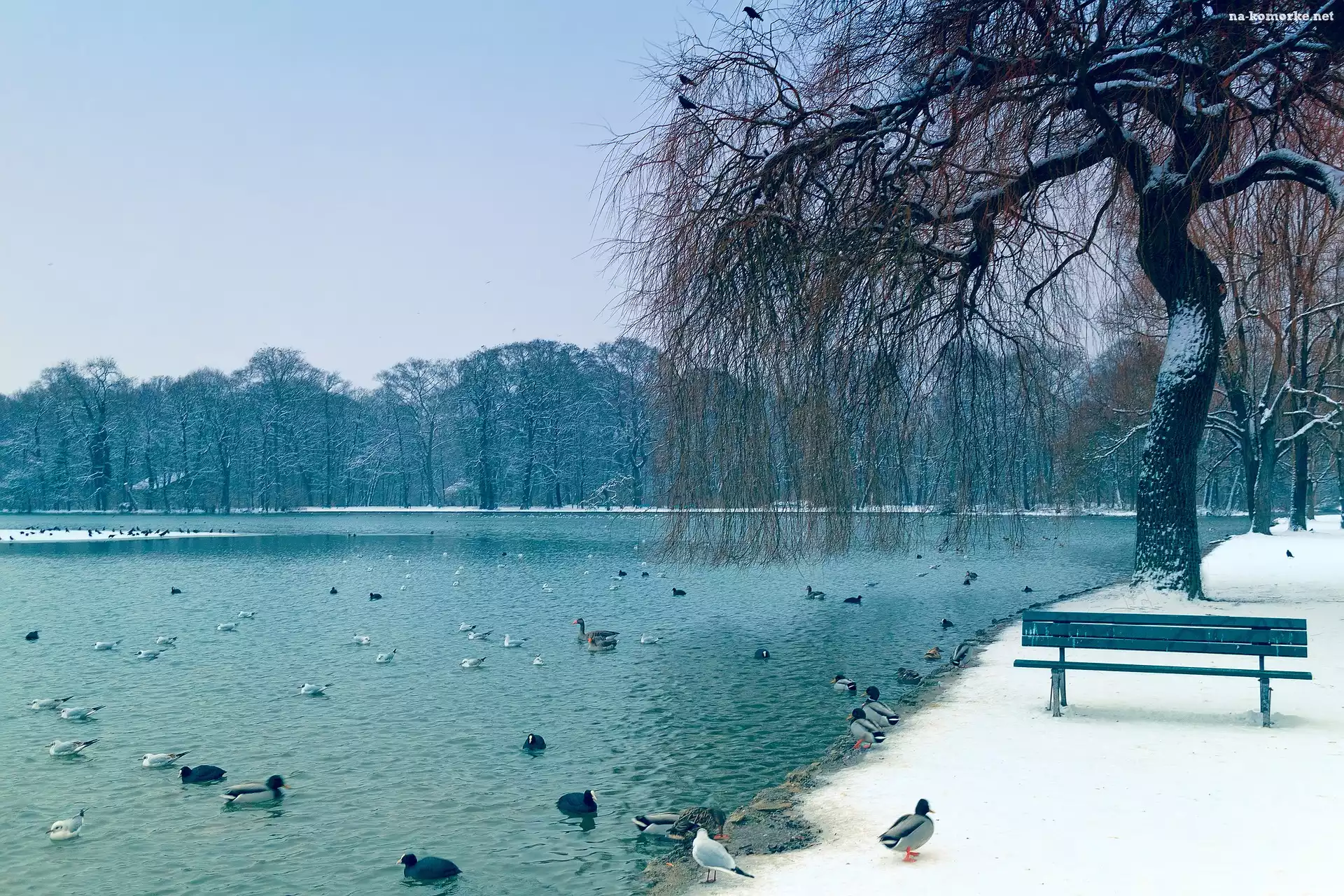 Staw, Zima, Ptaki, Drzewa, Ławeczka, Park, Śnieg, Wierzba, Kaczki