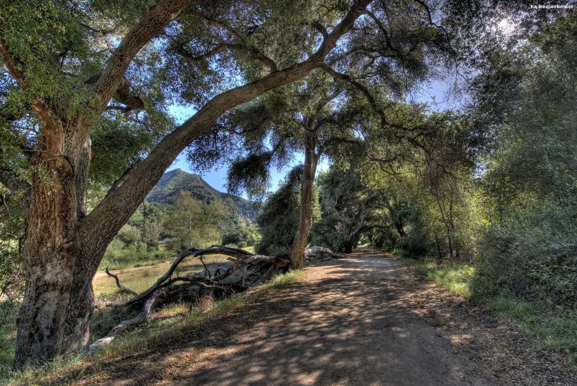 Kalifornia, Droga, Góry, Las, Malibu