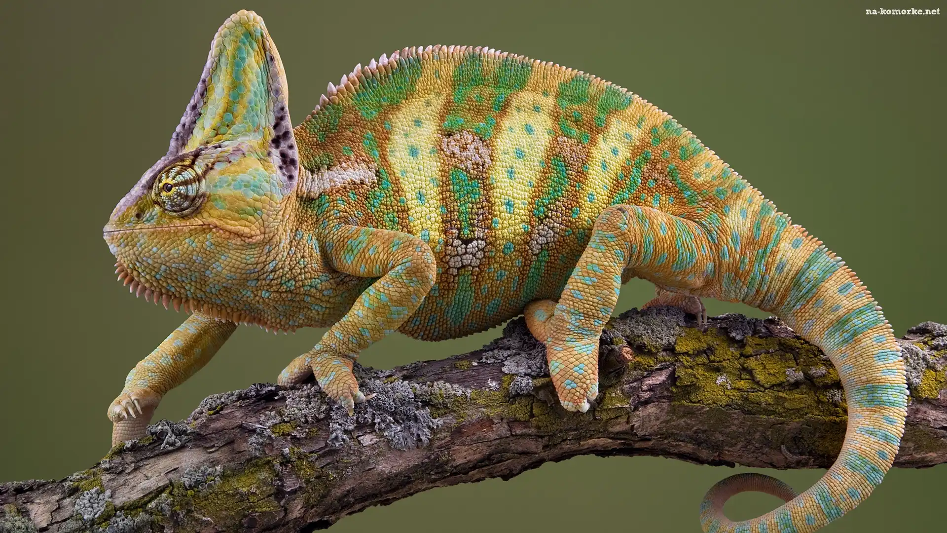 Kameleon