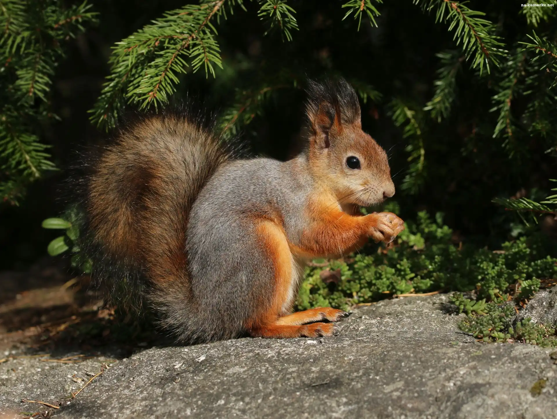 Wiewiórka, Kamień, Iglak