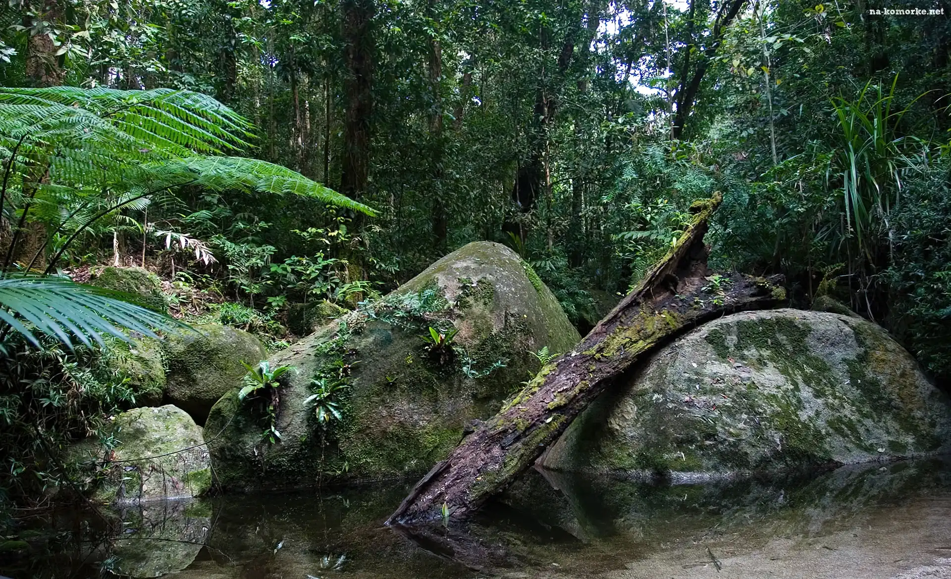 Kamienie, Park Narodowy, Daintree, Australia, Drzewa