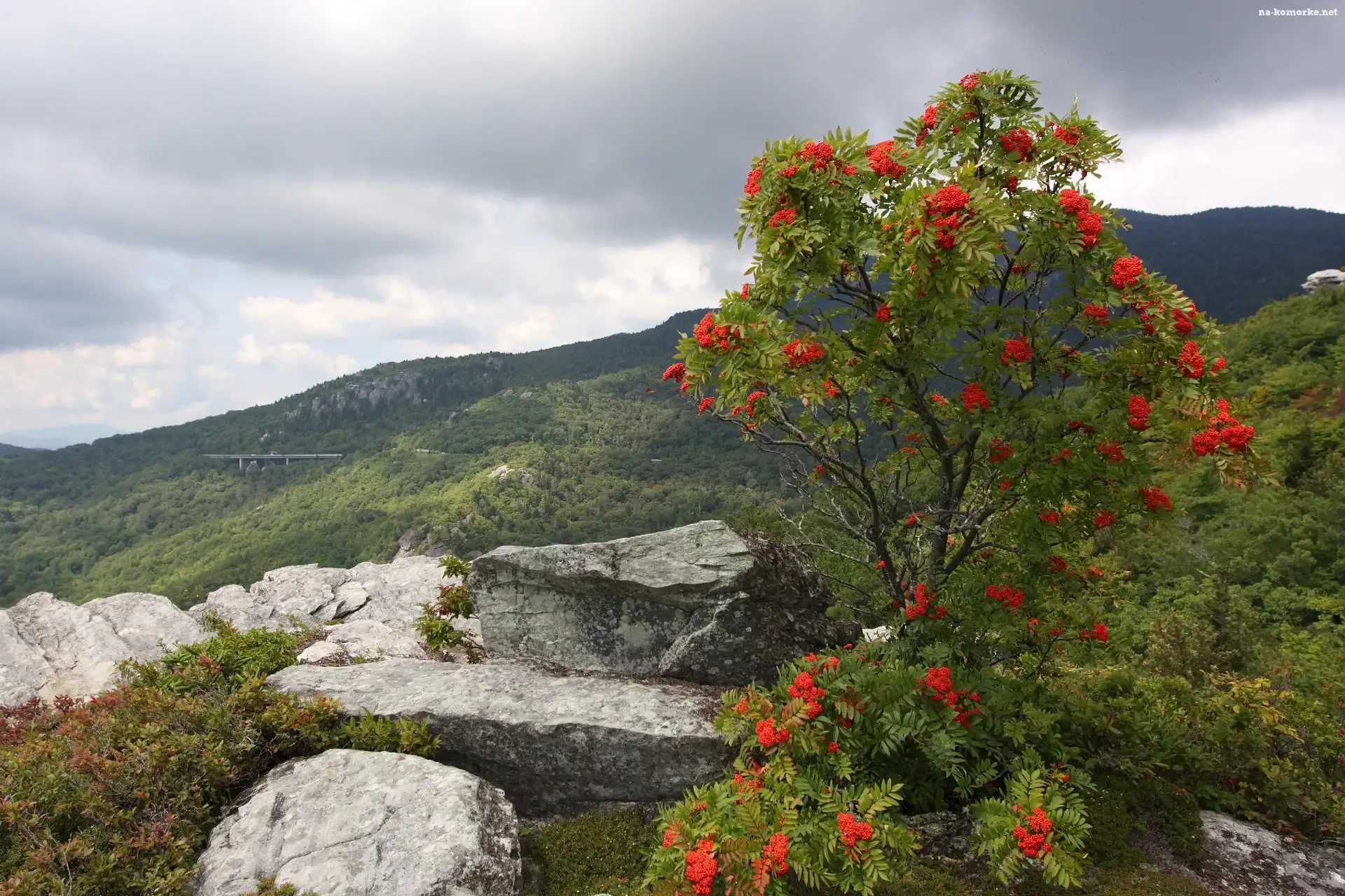 Góry, Jarzębina