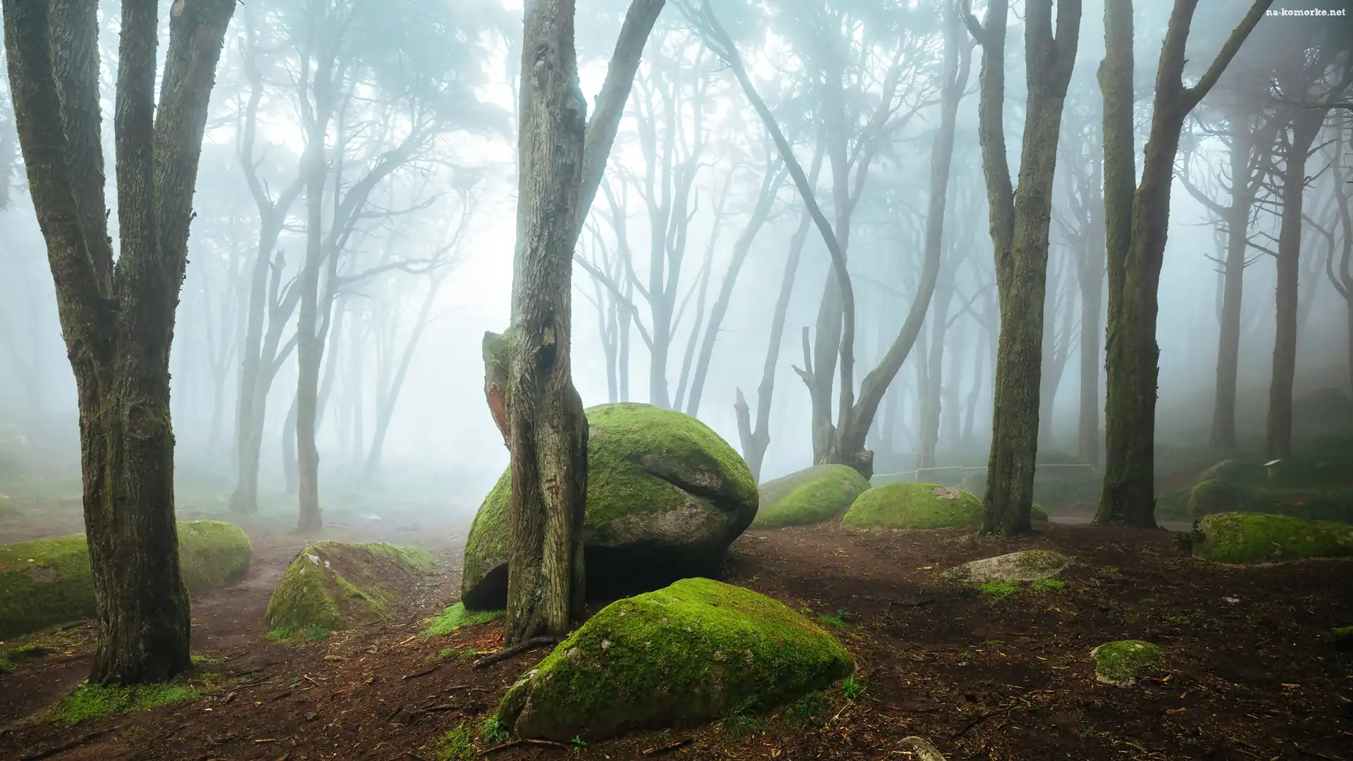 Portugalia, Głazy, Mgła, Park Narodowy Sintra-Cascais, Las, Omszałe, Kamienie