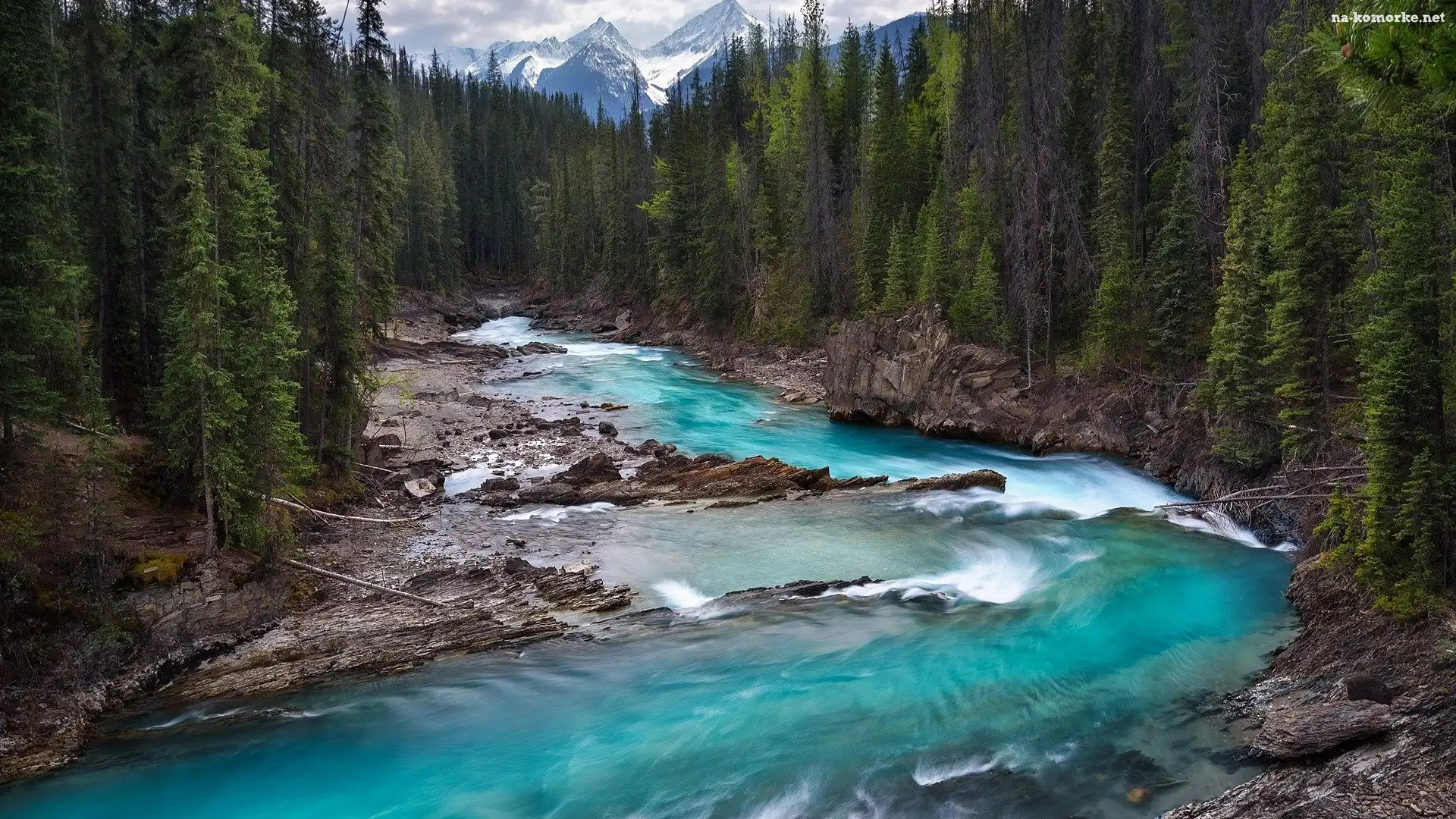 Góry, Kanada, Kolumbia Brytyjska, Rzeka Kicking Horse, Las