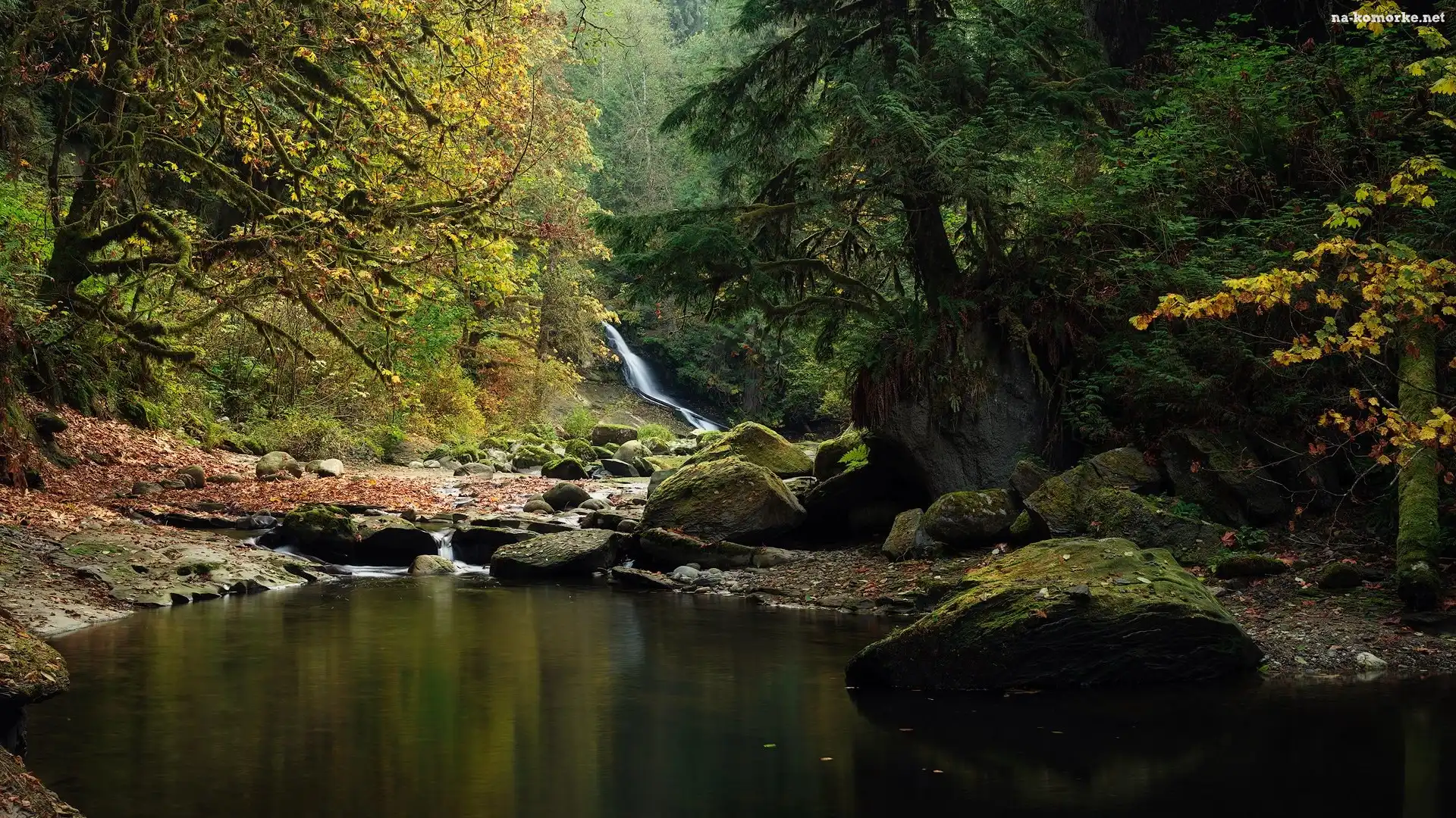 Kanaka Creek, Kolumbia Brytyjska, Las, Kanada, Drzewa, Rzeka, Kamienie