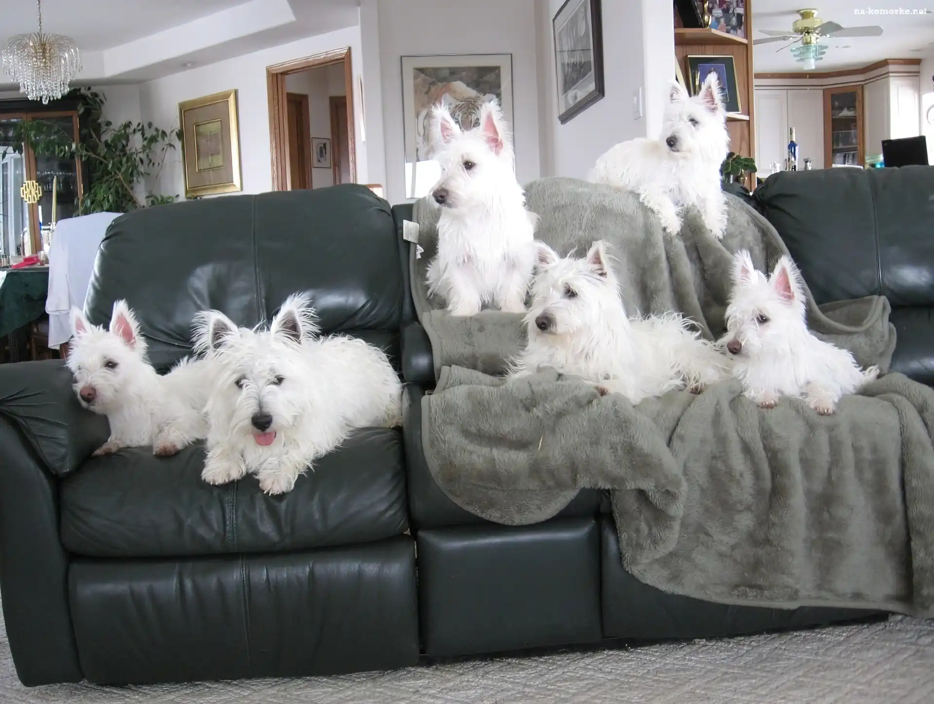 sześć, kanapa, West Highland White Terrier, czarna