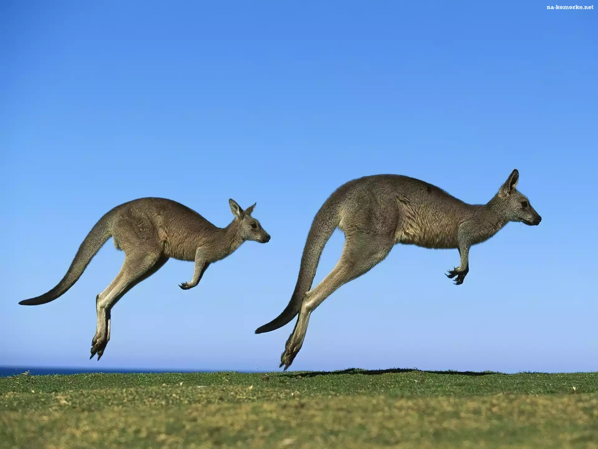 Kangury, Australia