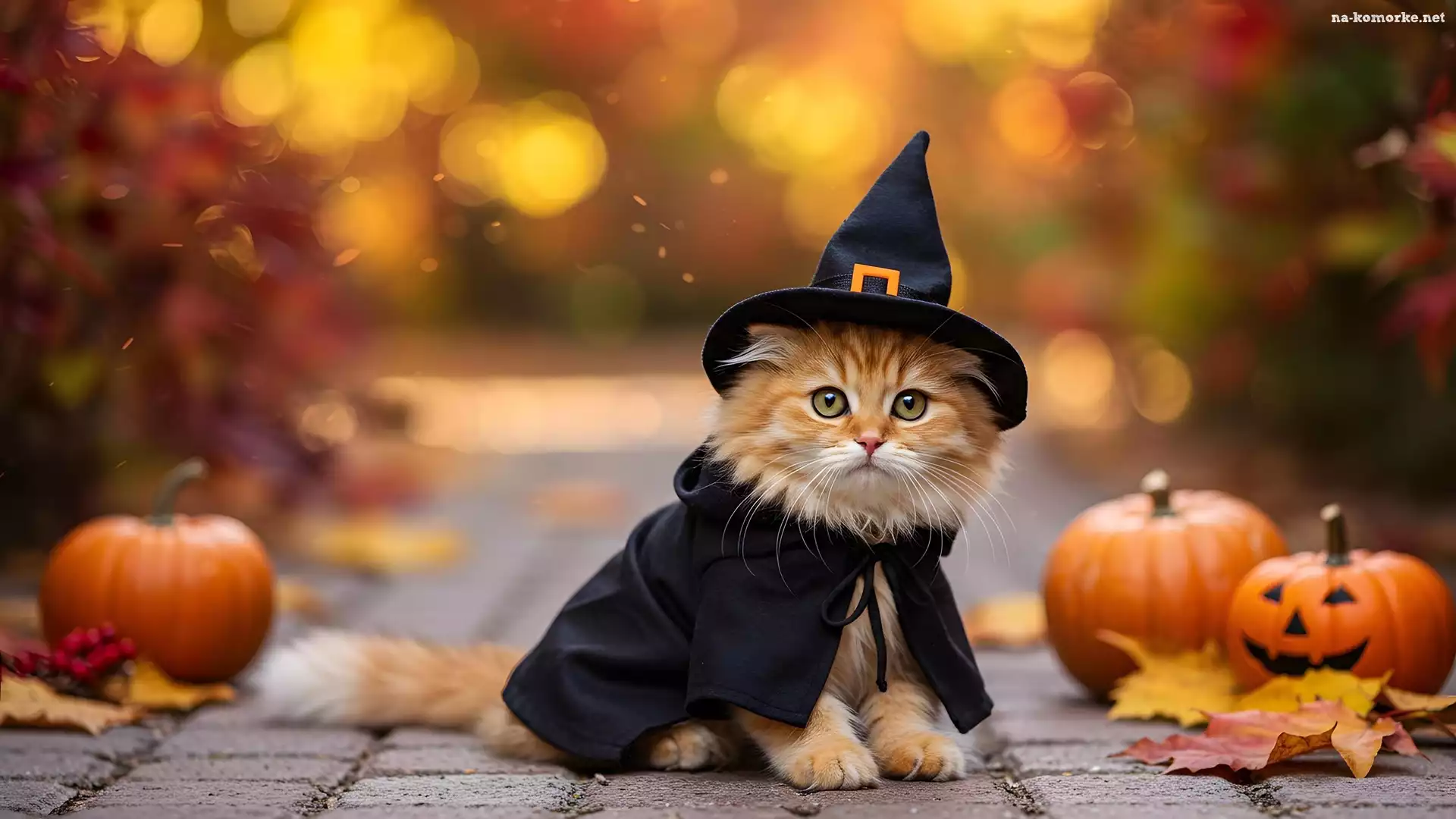 Kot, Dynie, Halloween, Kapelusz, Grafika AI