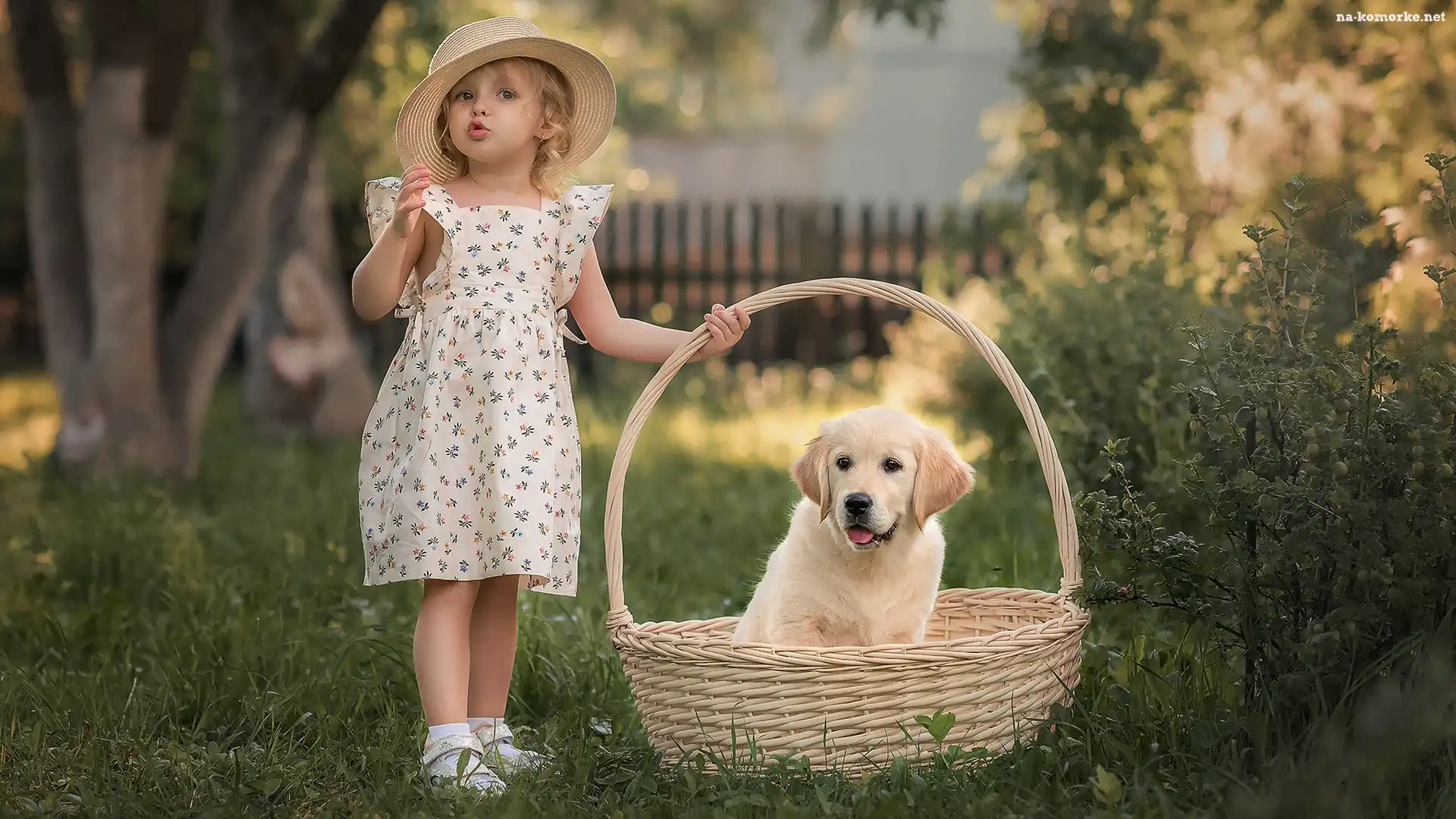 Pies, Kapelusz, Dziewczynka, Golden retriever, Koszyk, Szczeniak