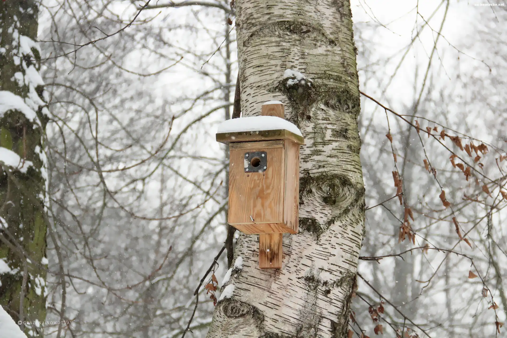 Brzoza, Karmnik, Zima
