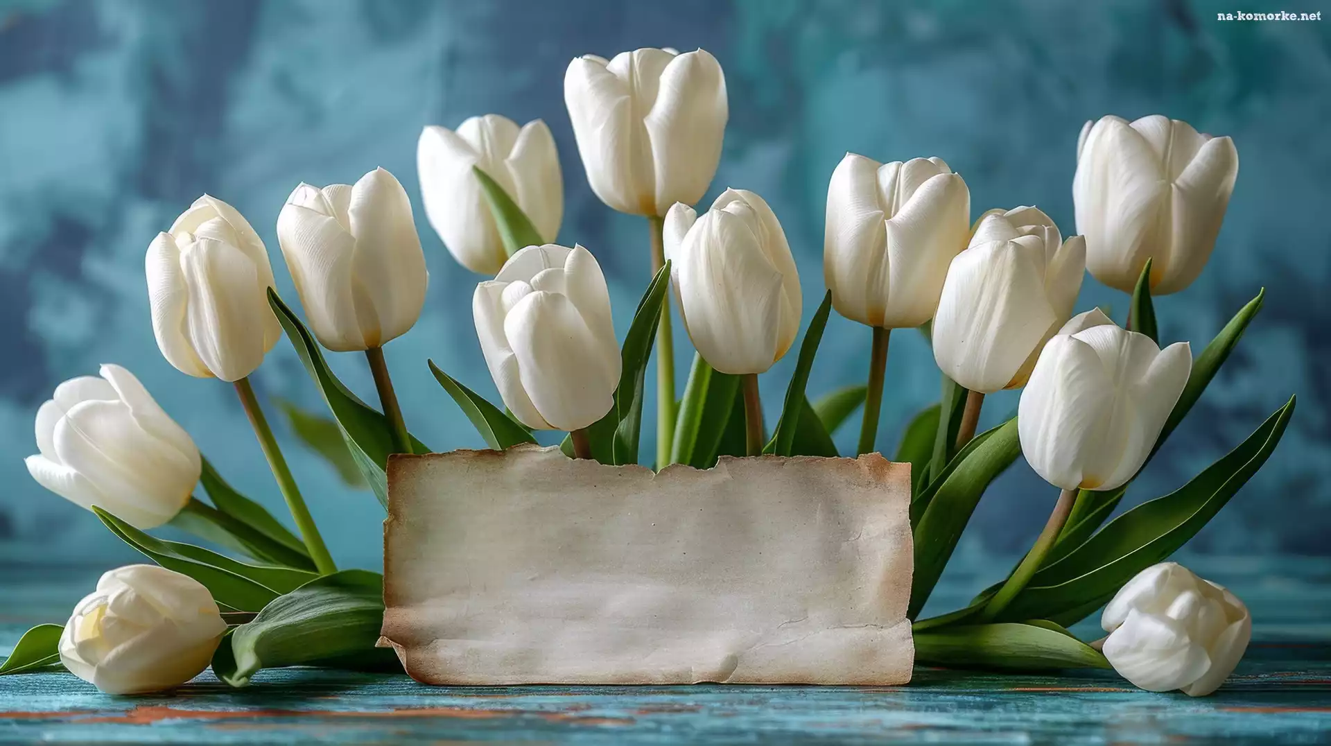 Białe, Kartka, Niebieskie, Tulipany, Tło