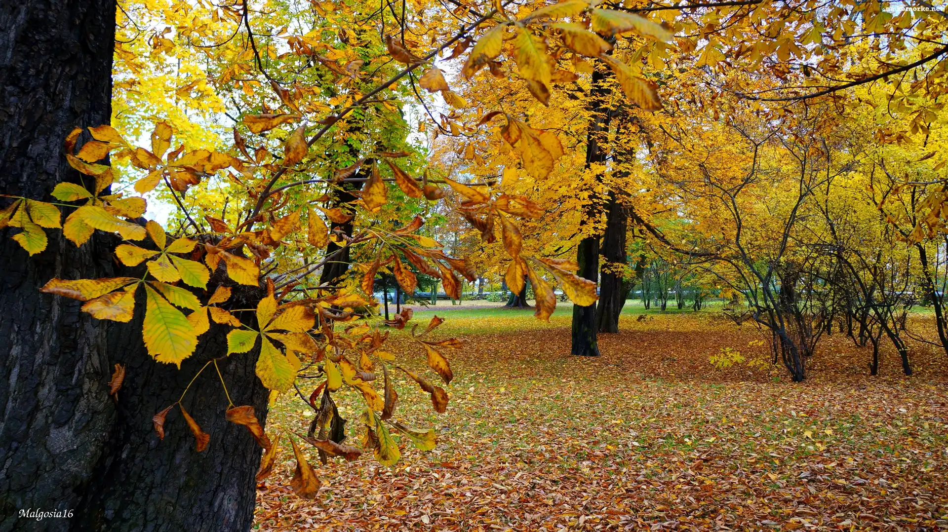 Kasztanowiec, Park, Jesień, Drzewa, Pień